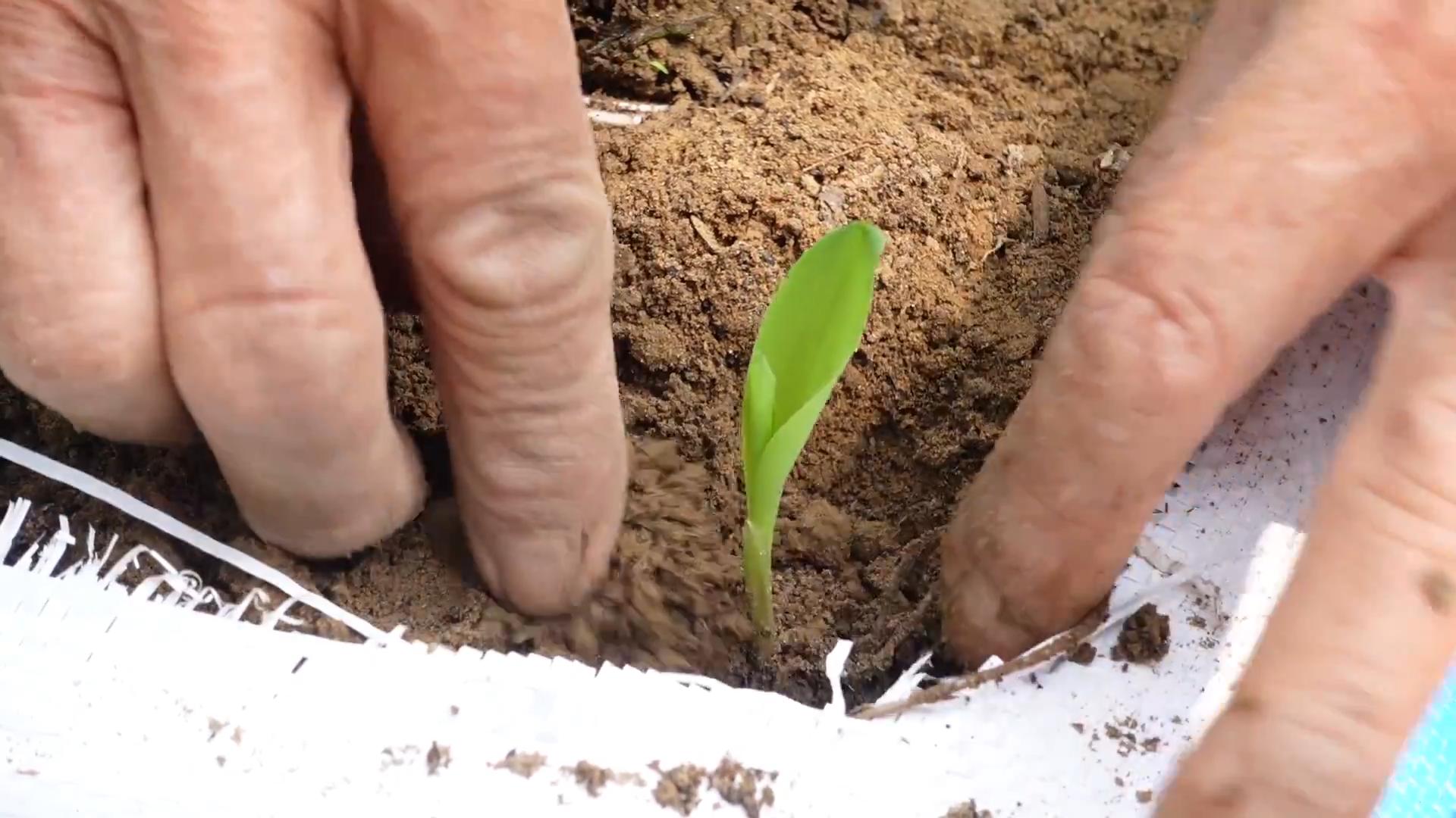 Corn Sacks Home Growing