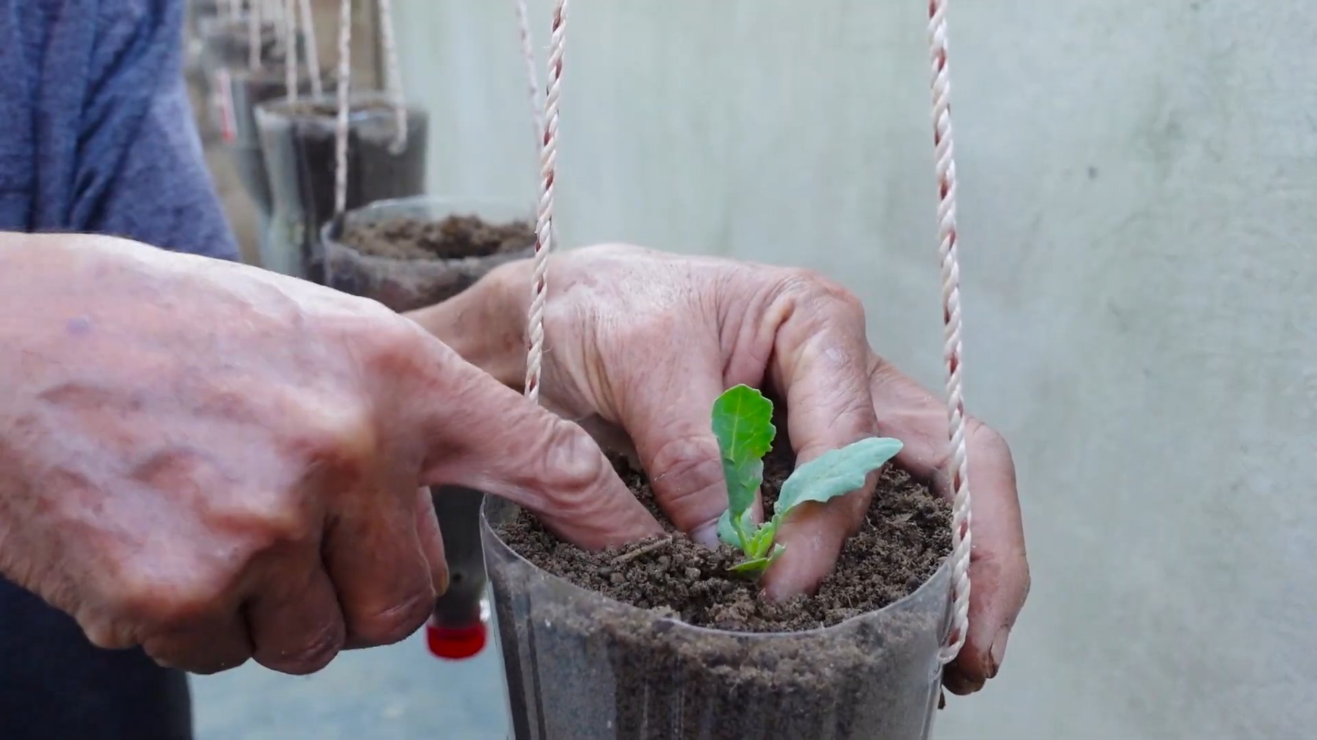 Kohlrabi in pots