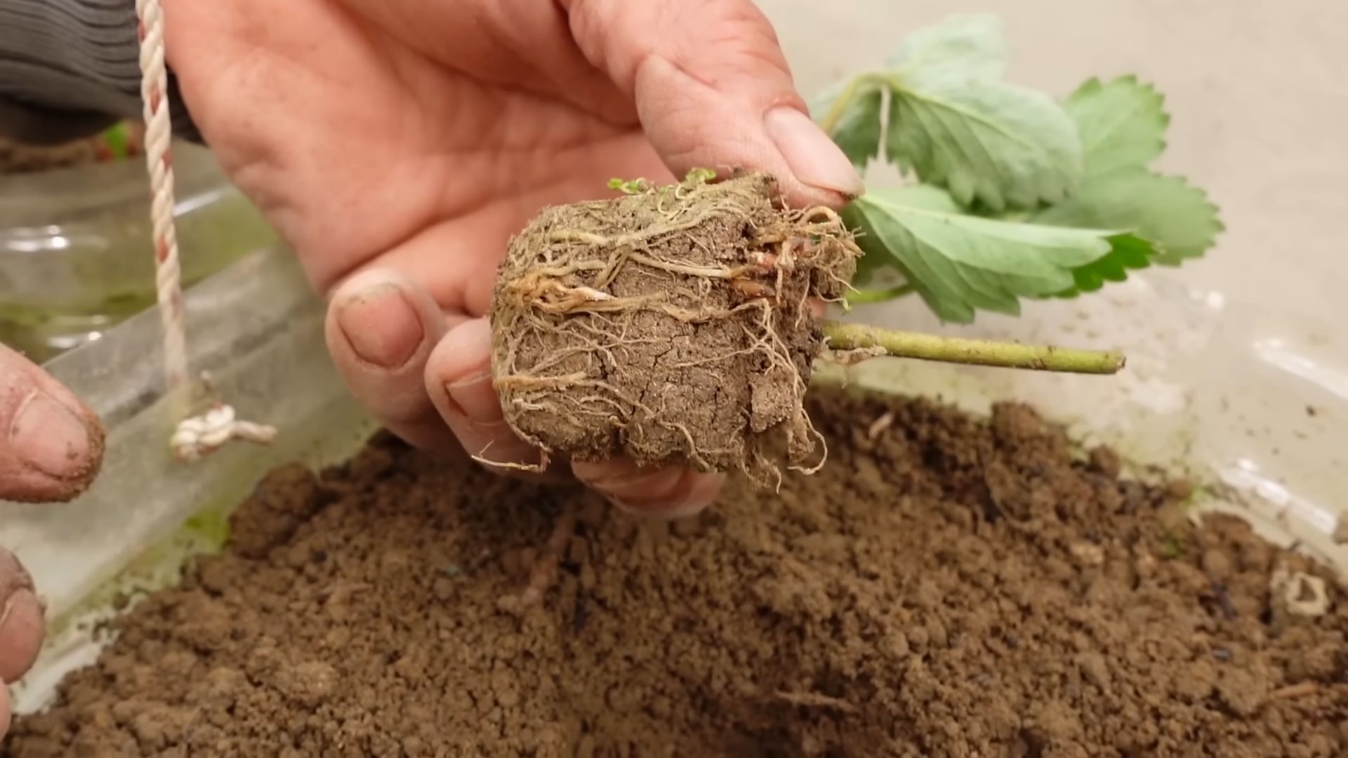 Grow Strawberries Without a Garden
