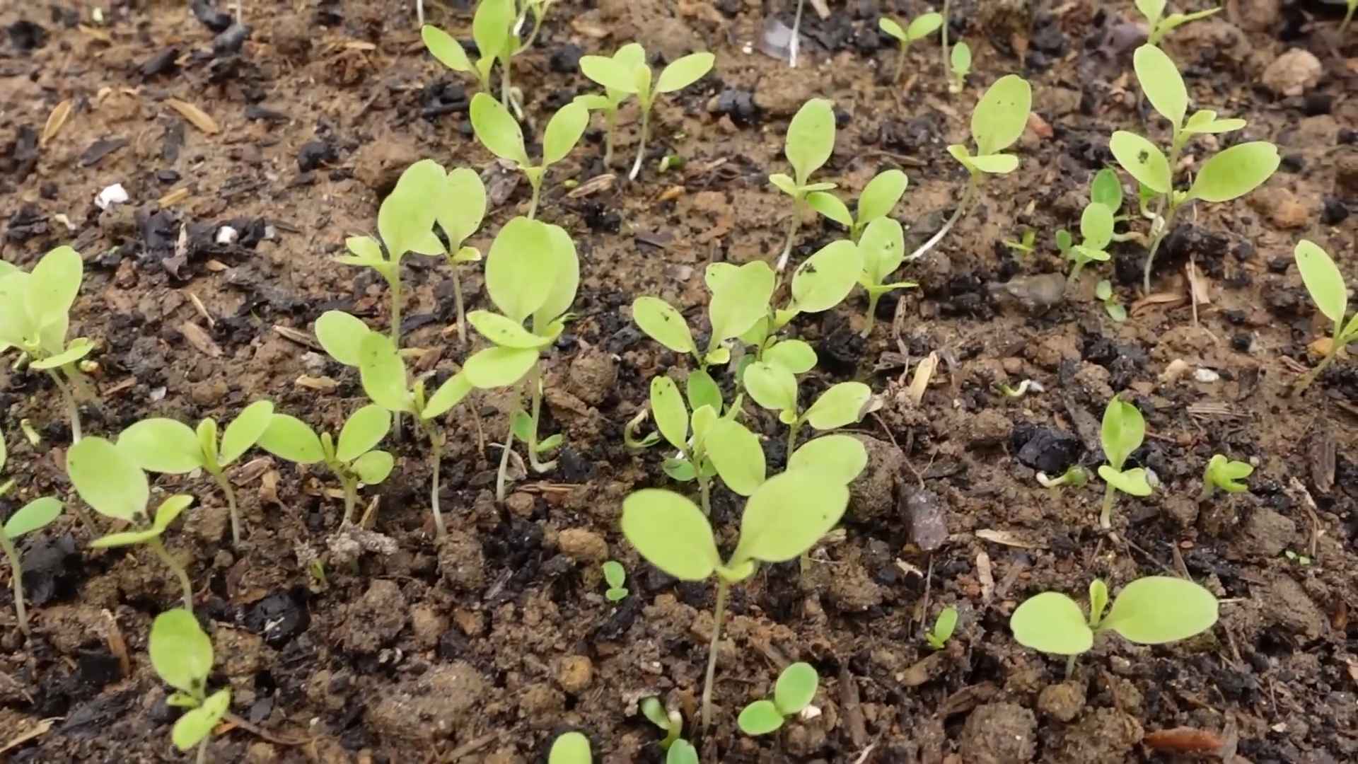 Grow vegetables at home easy