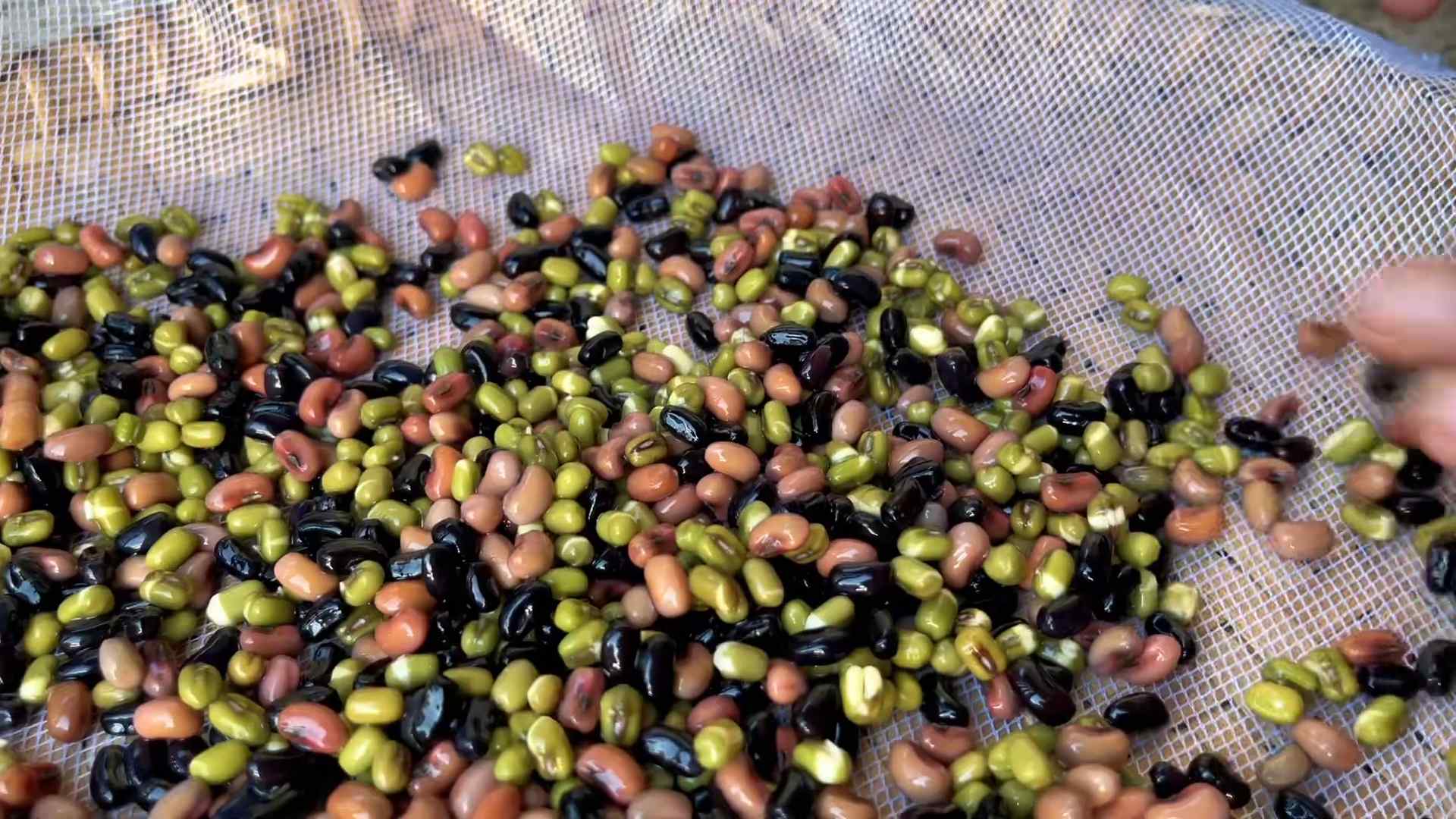 Grow Mung Bean Sprouts Easily