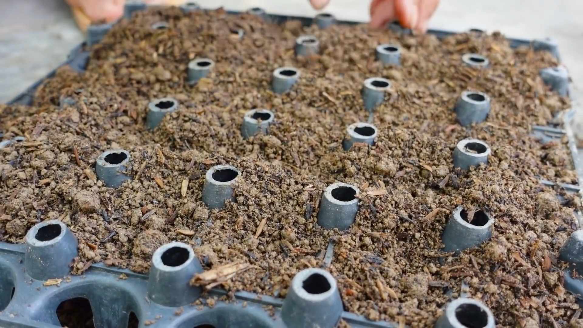 Growing Leaf Mustard in Bottles