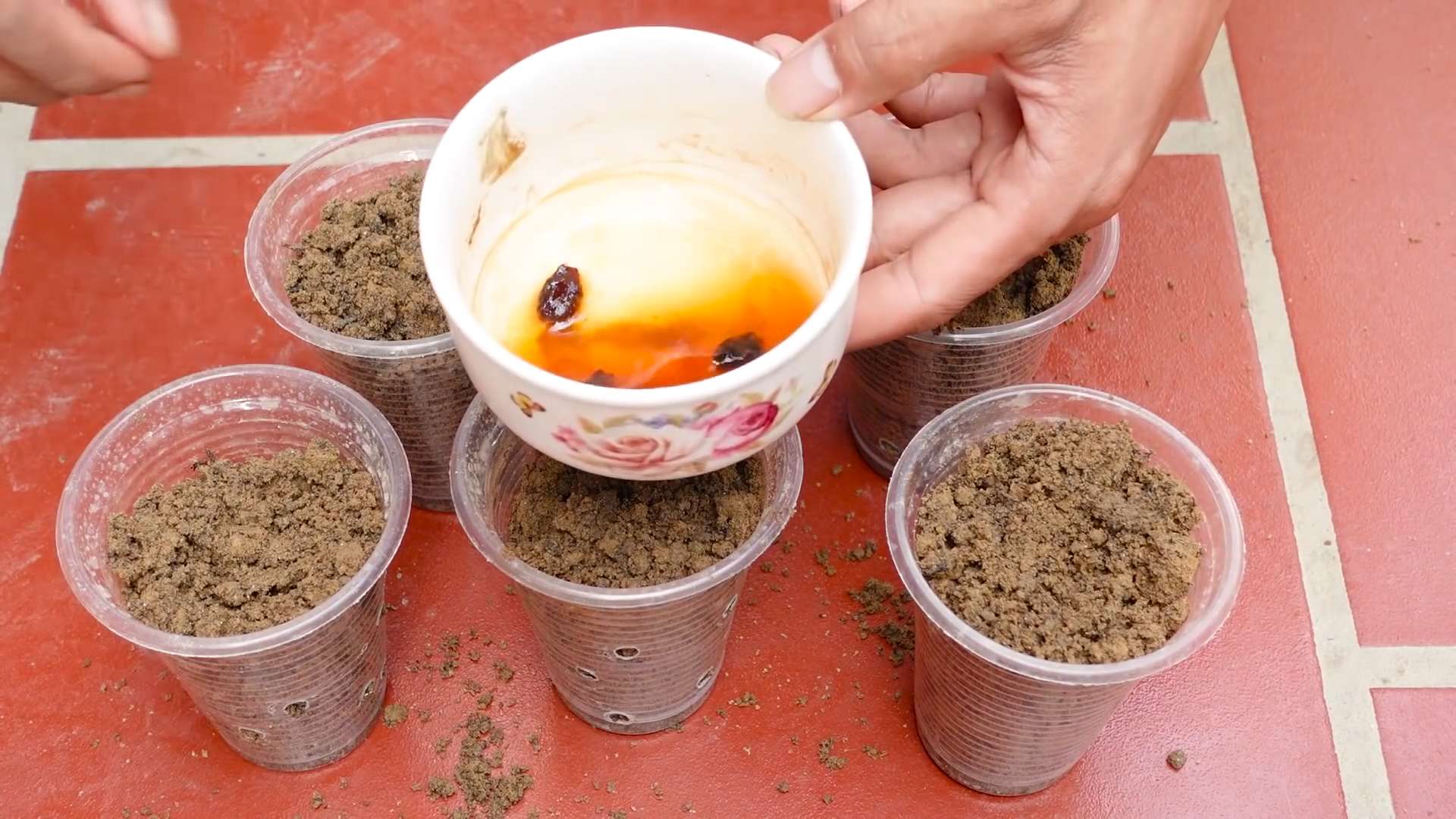 Grow Japanese Melon at Home