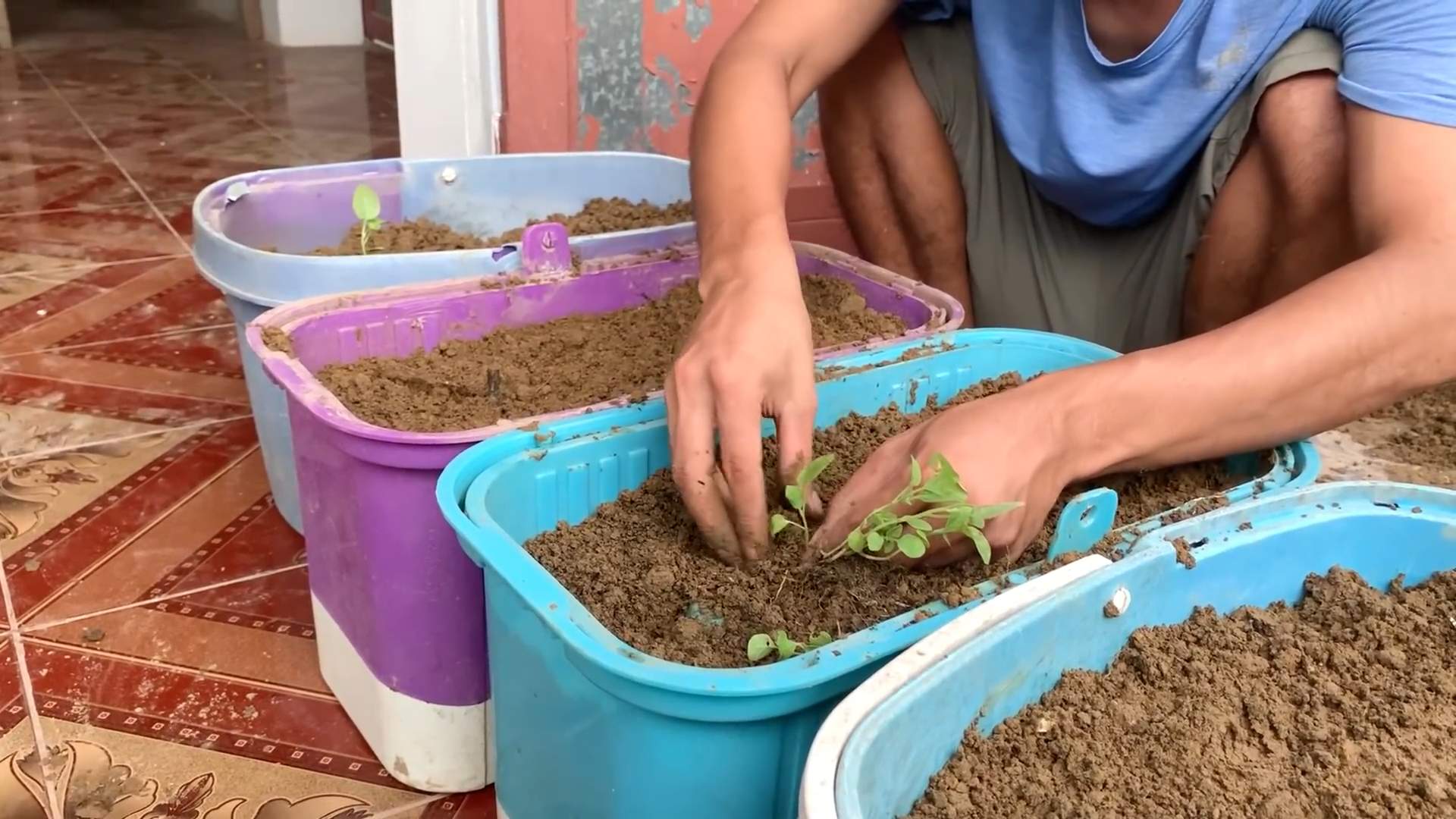 Growing White Eggplant Beginners