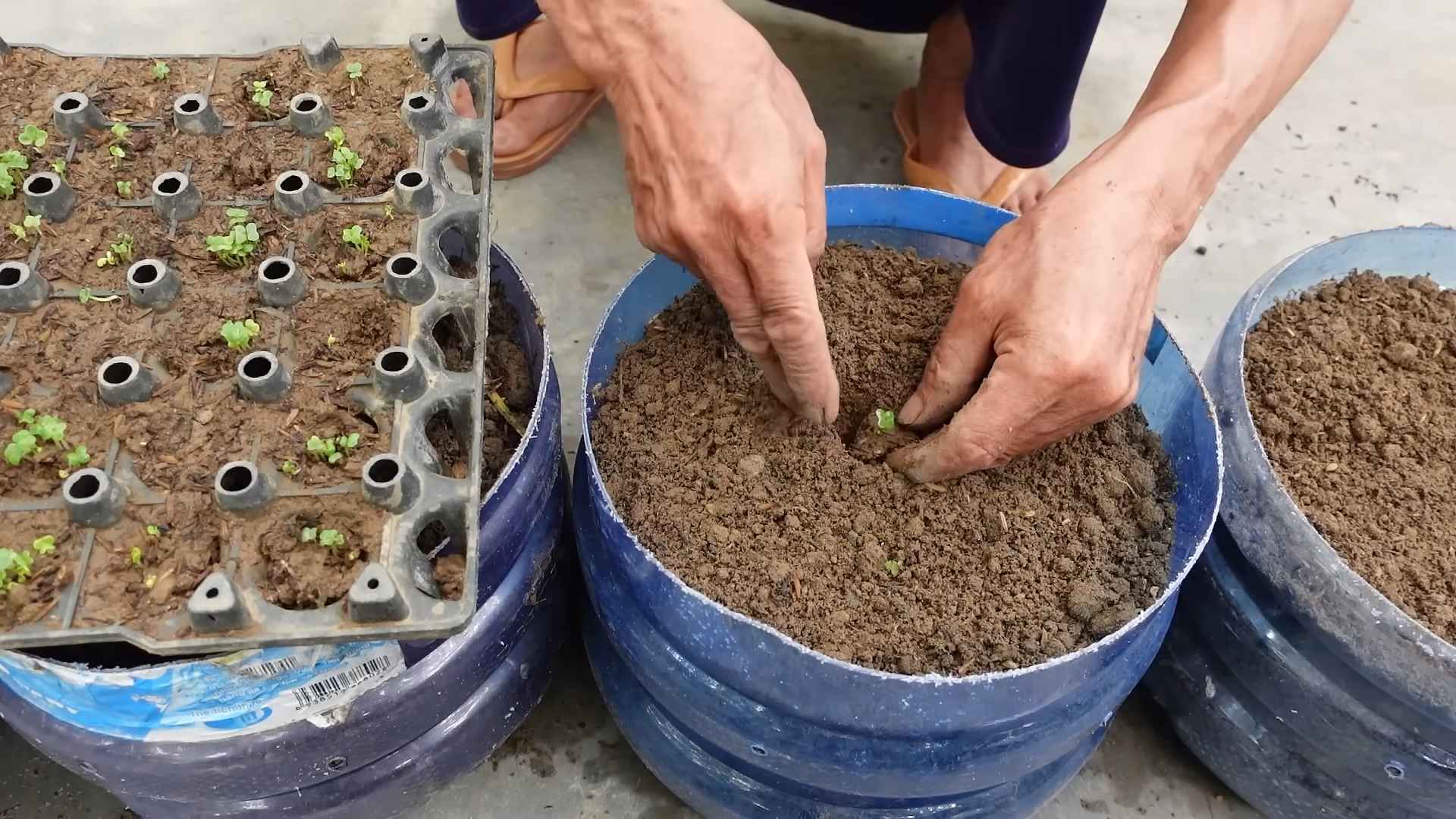 Growing Napa Cabbage at Home