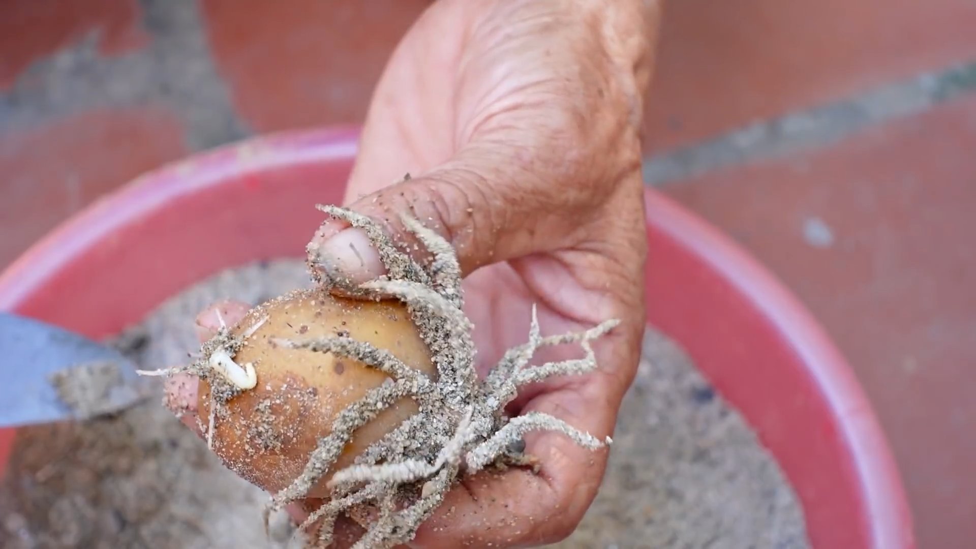 Grow potatoes at home easily