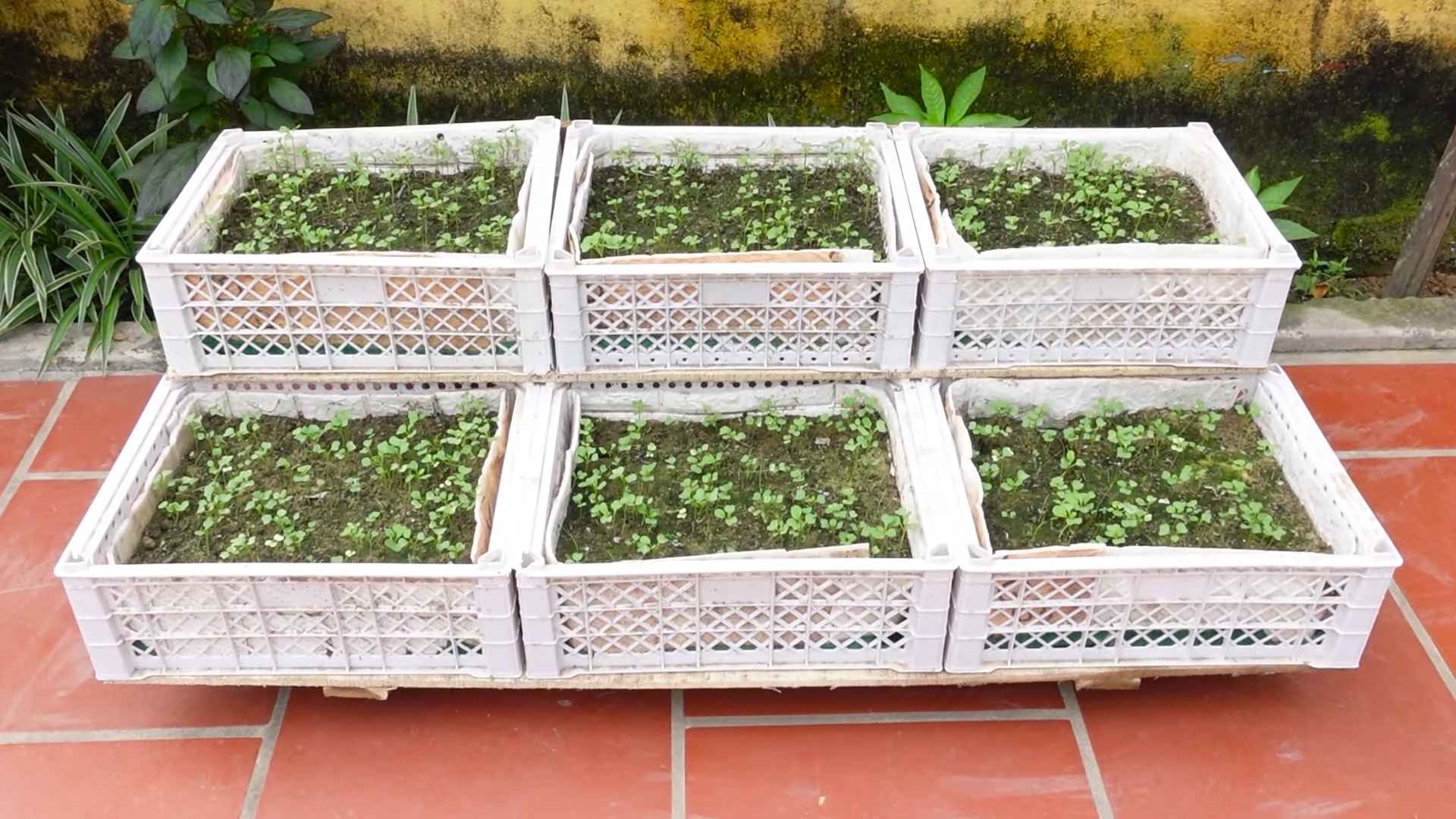 Growing Chinese Cabbage