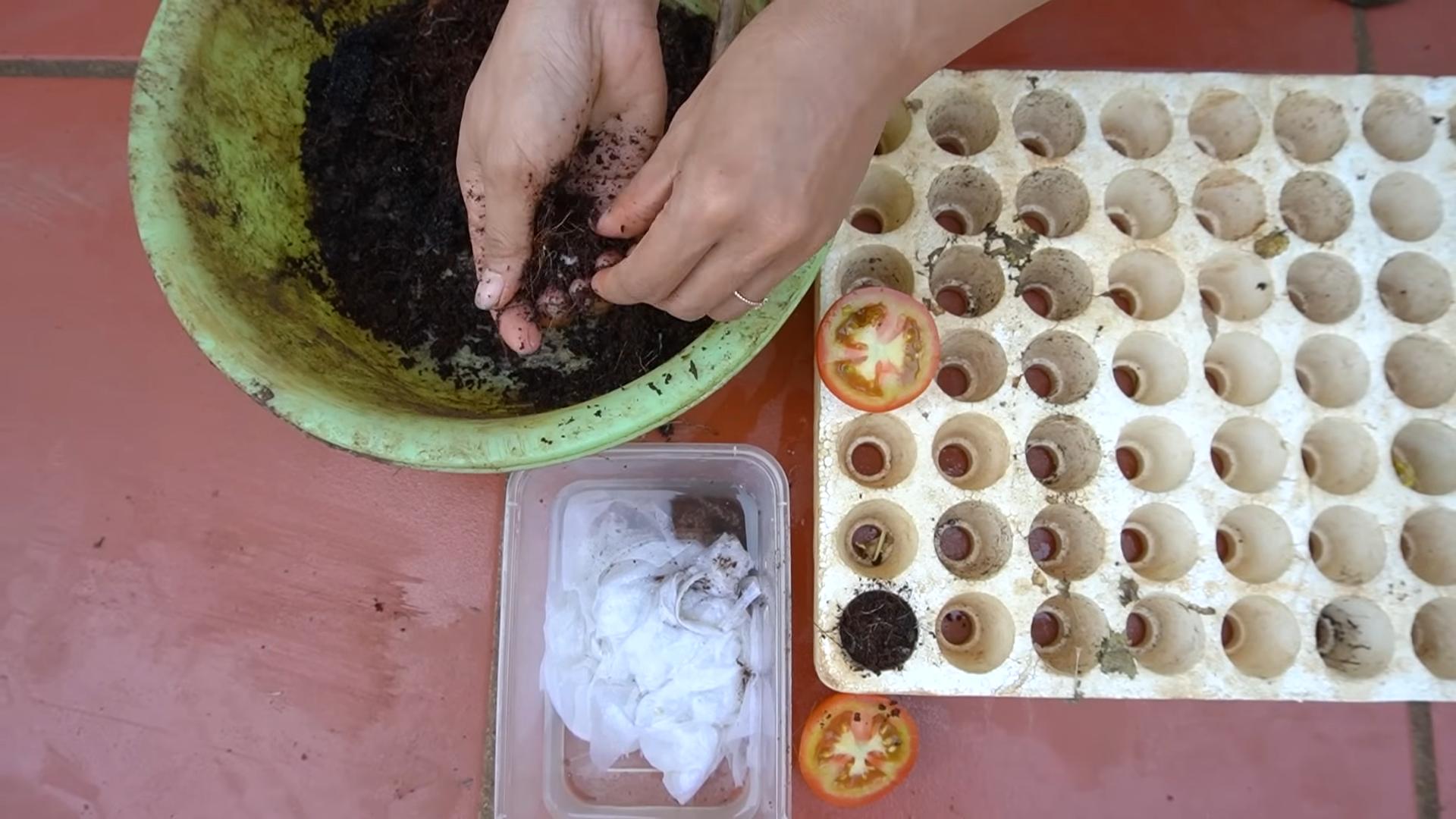 Year Round Tomato Growing