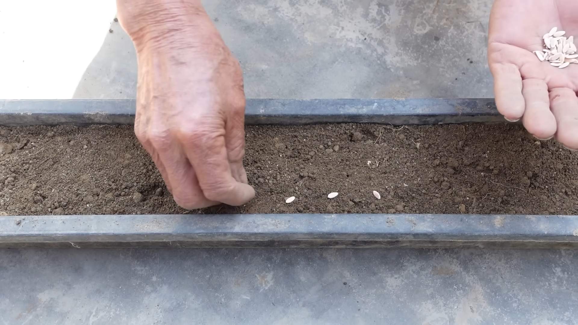 Grow Big Cucumbers Easily