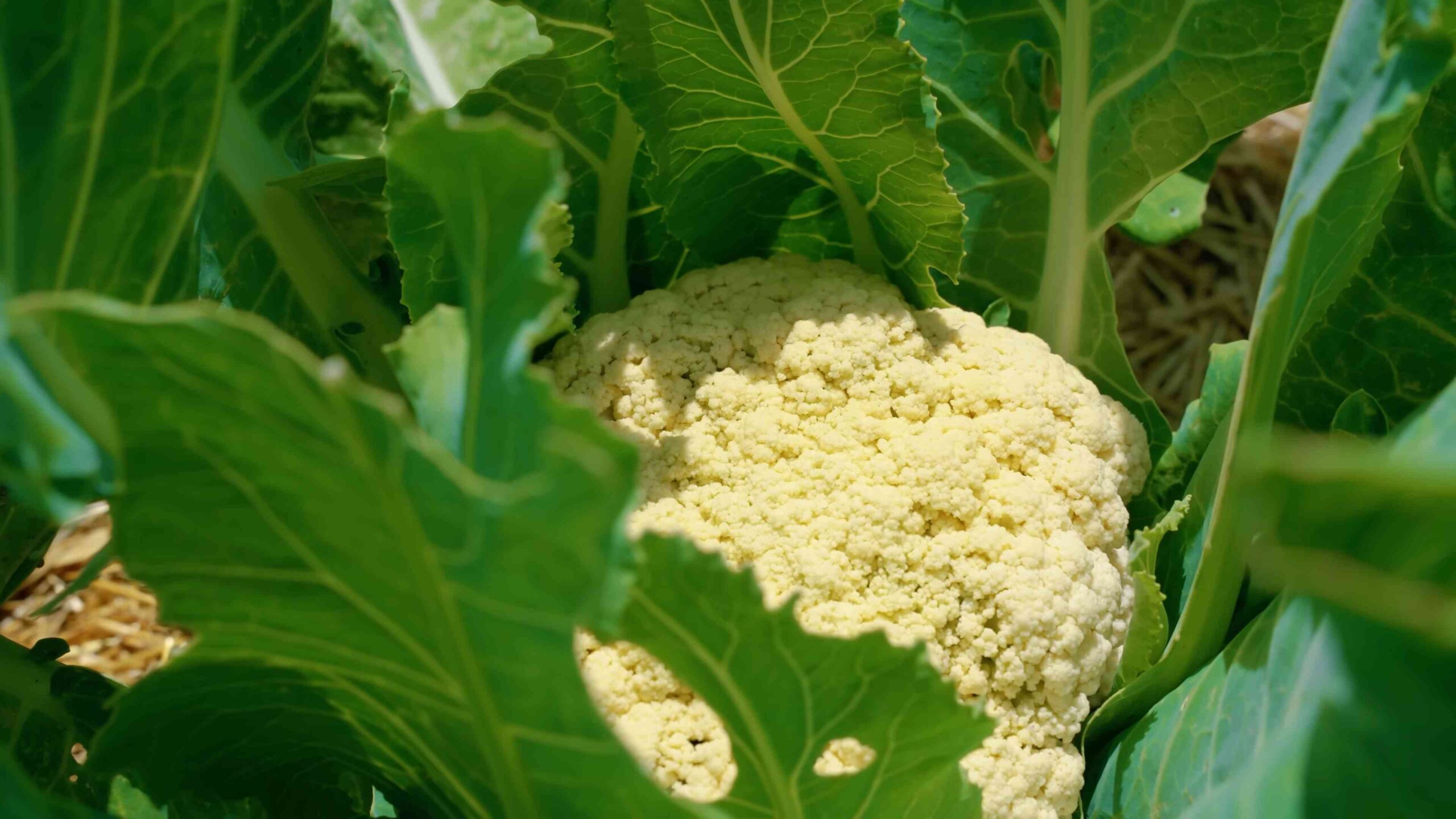 Growing Cauliflower at Home