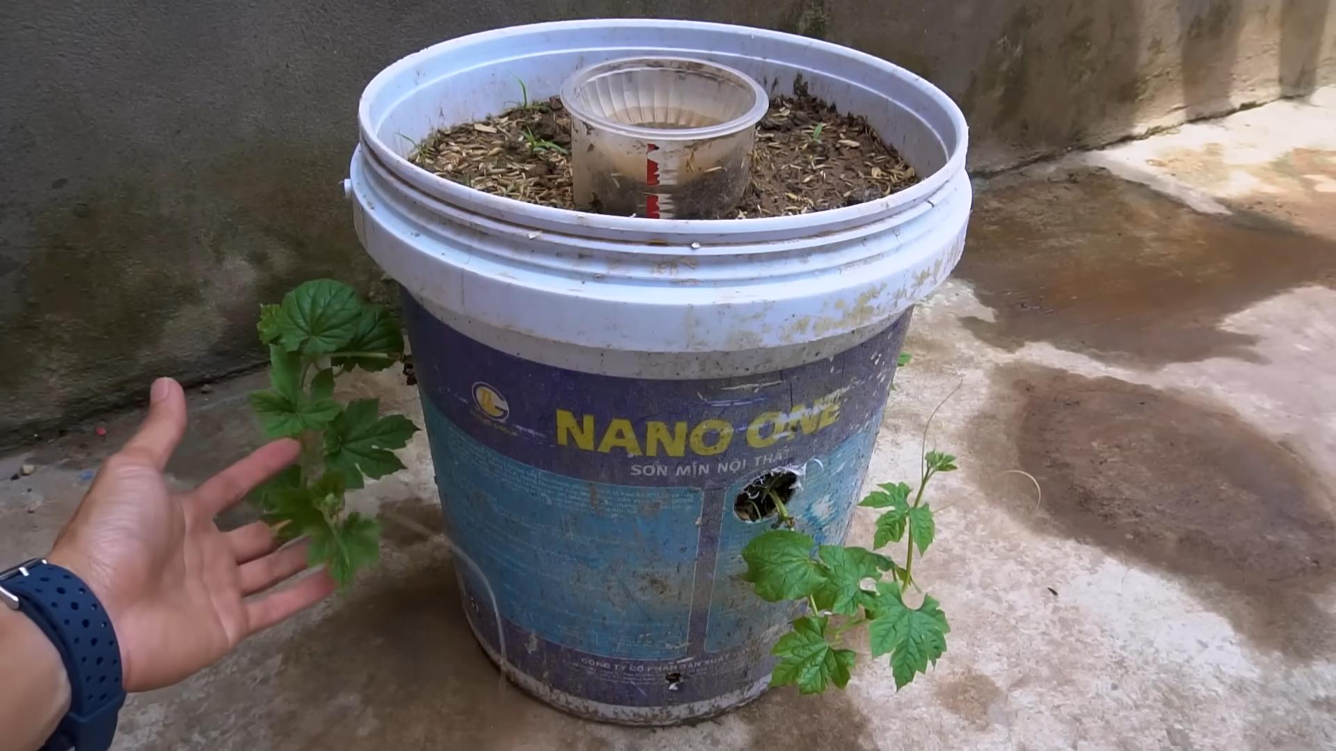 Growing Bitter Gourd