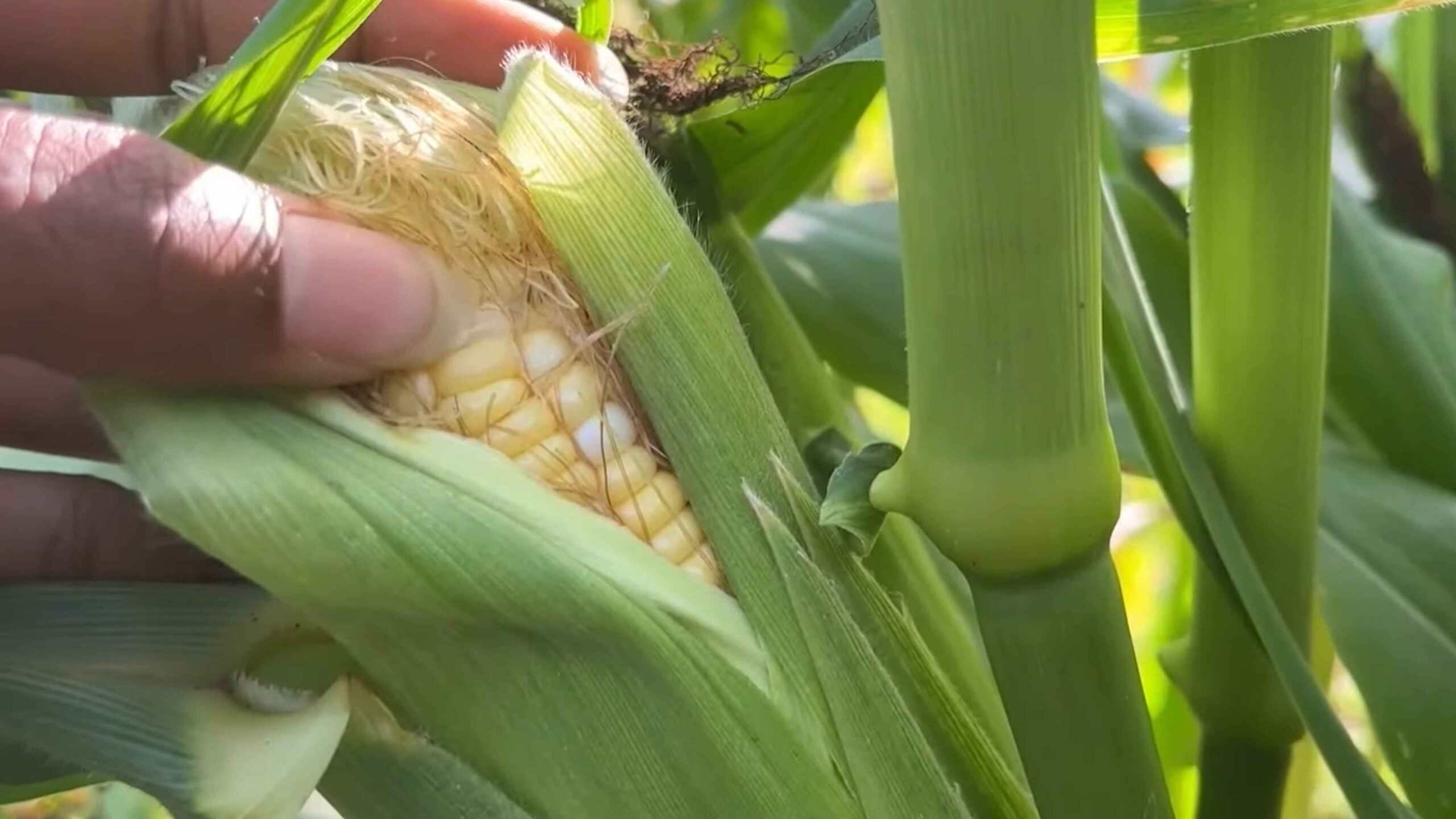 Planting Sweet Corn