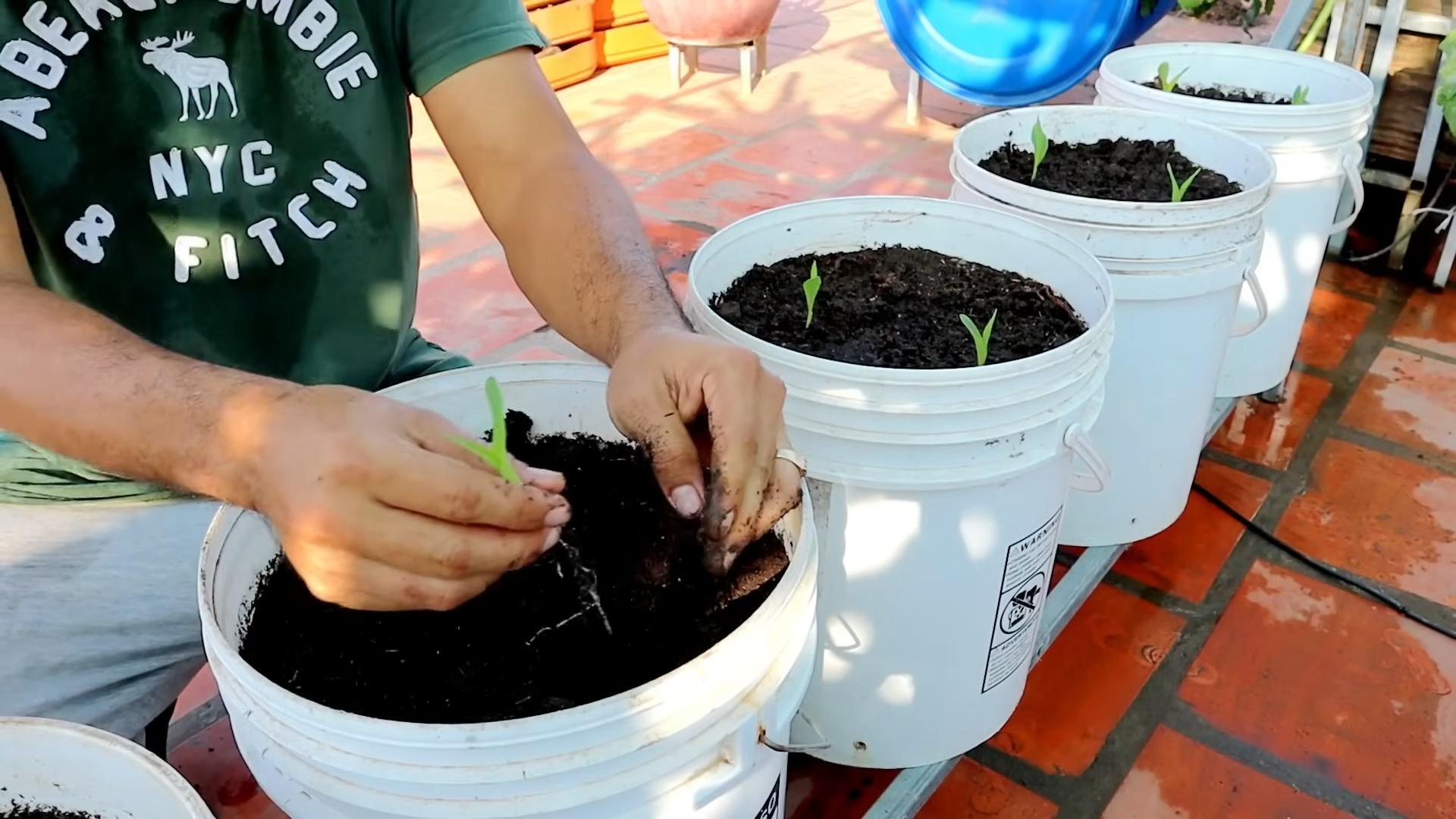 Grow Sweet Corn Containers