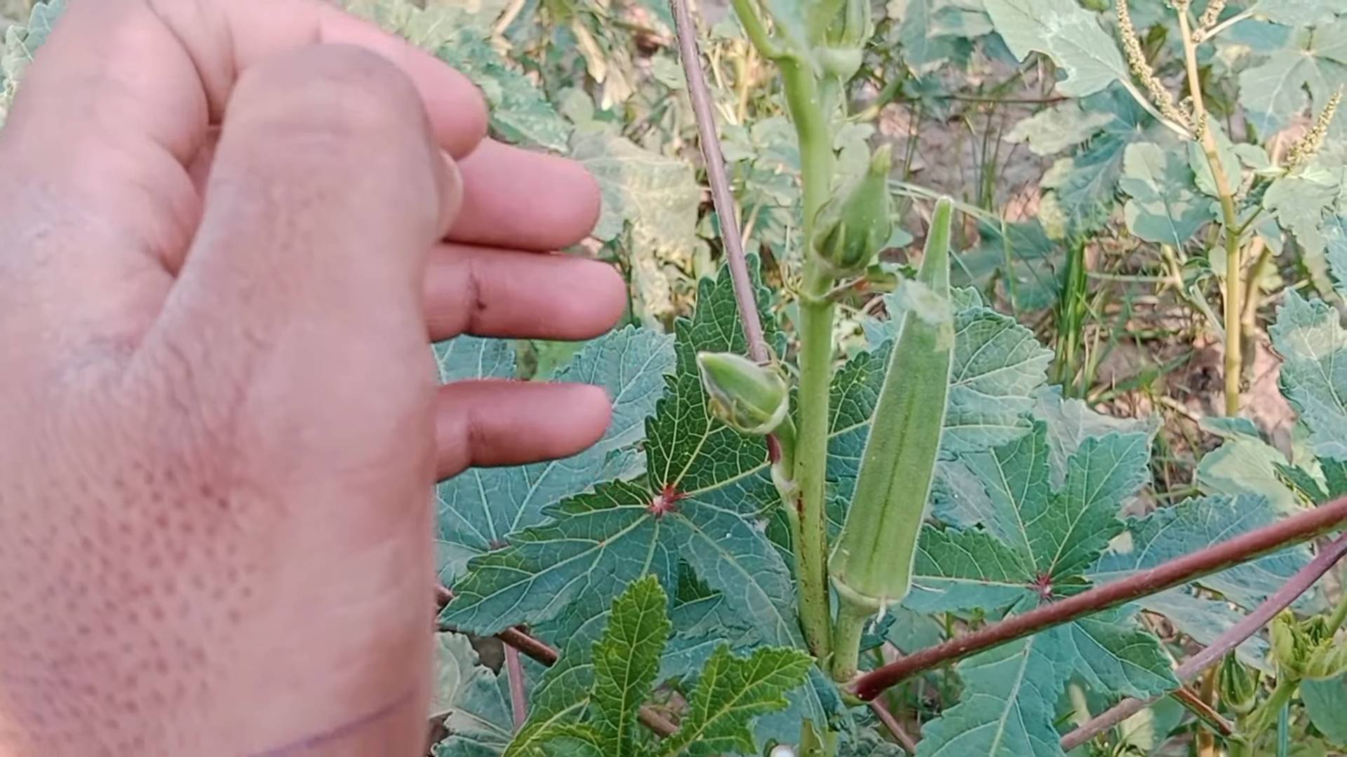 Growing Okra for Bountiful Harvest