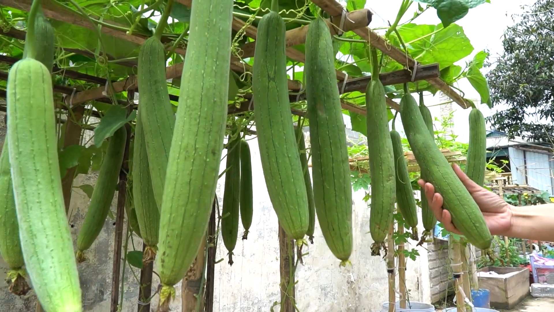 Grow Sponge Gourd Backyard