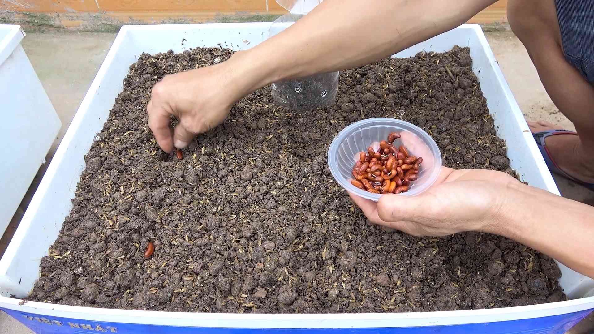 Grow Yardlong Beans