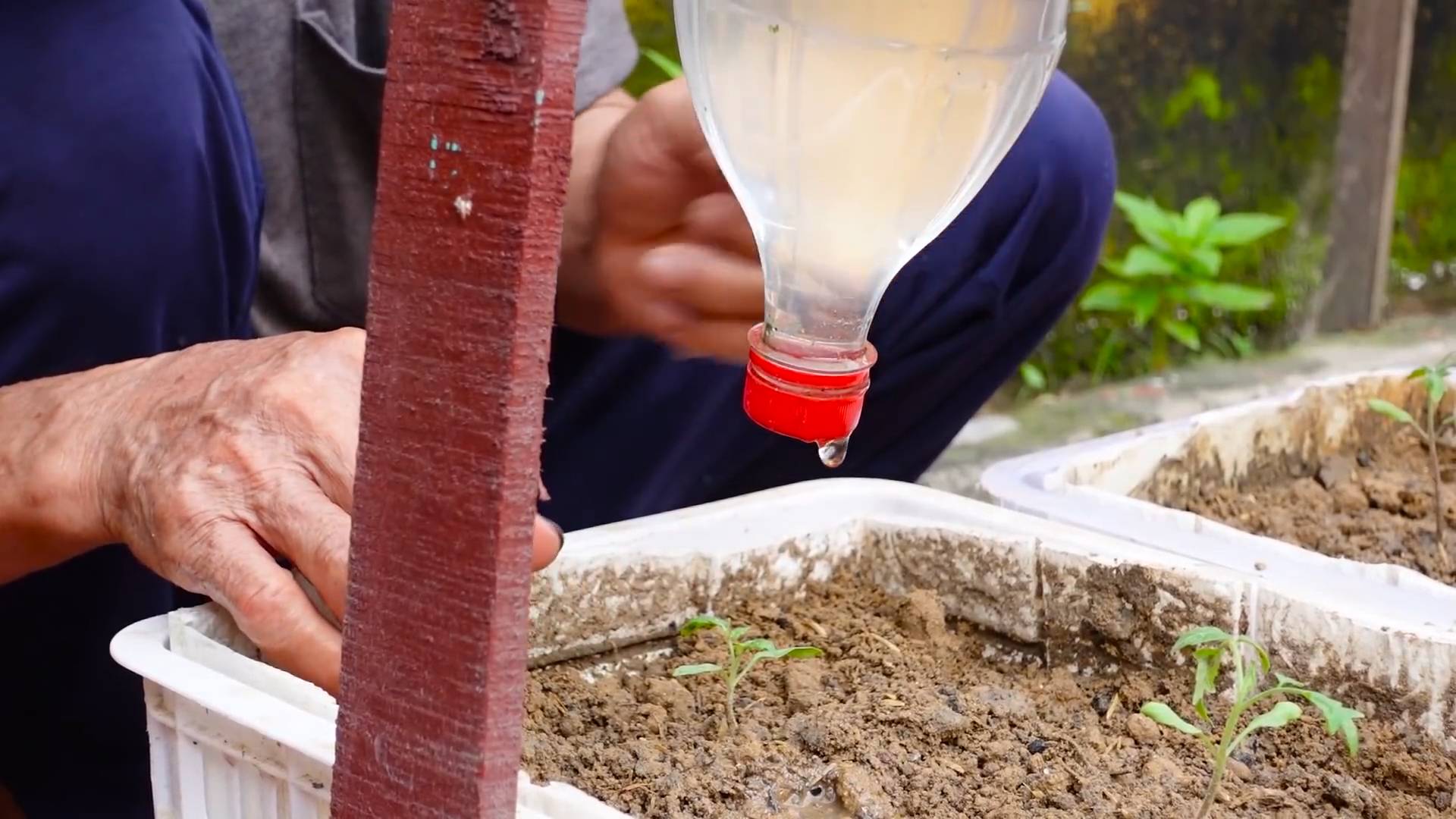 Growing Tomatoes Backyard Tips