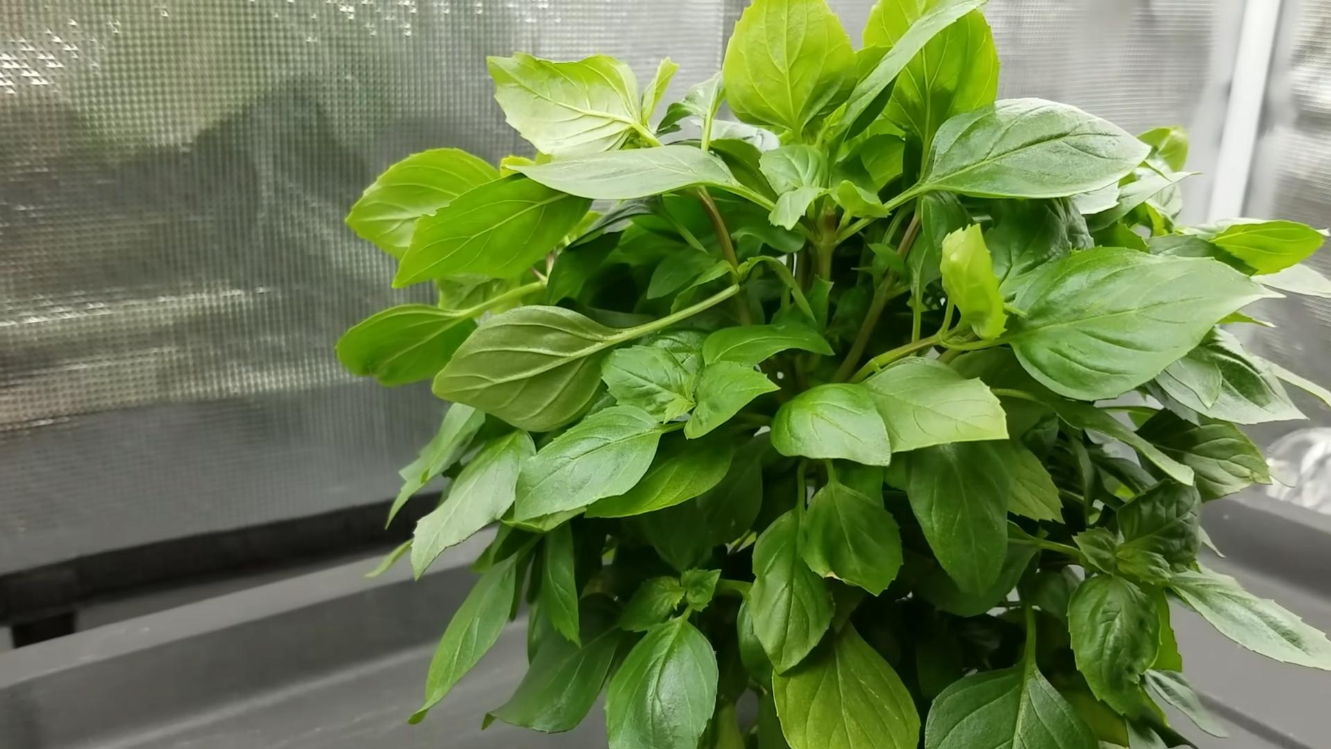 Growing Basil for Beginners