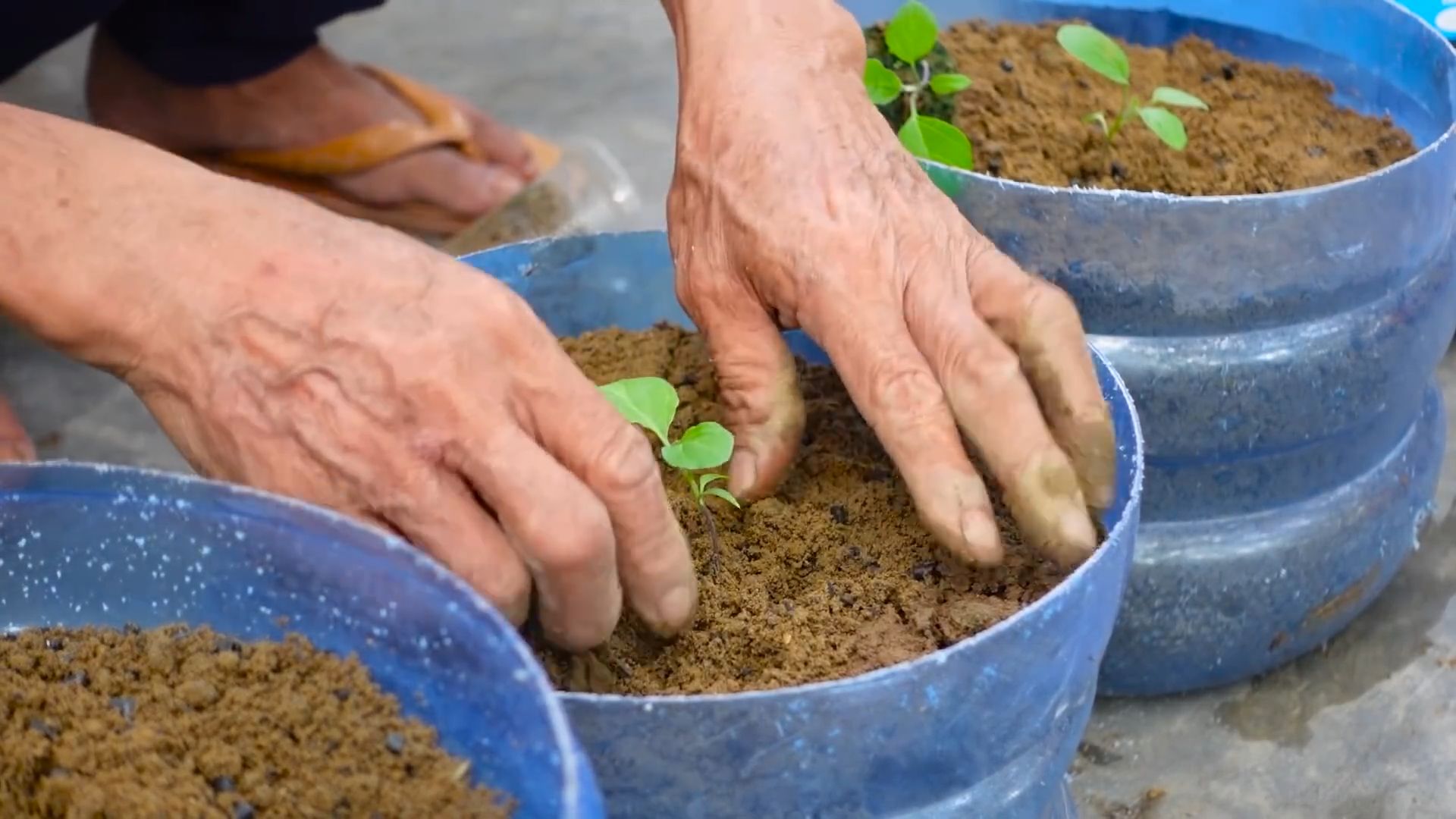 Grow Eggplants at Home
