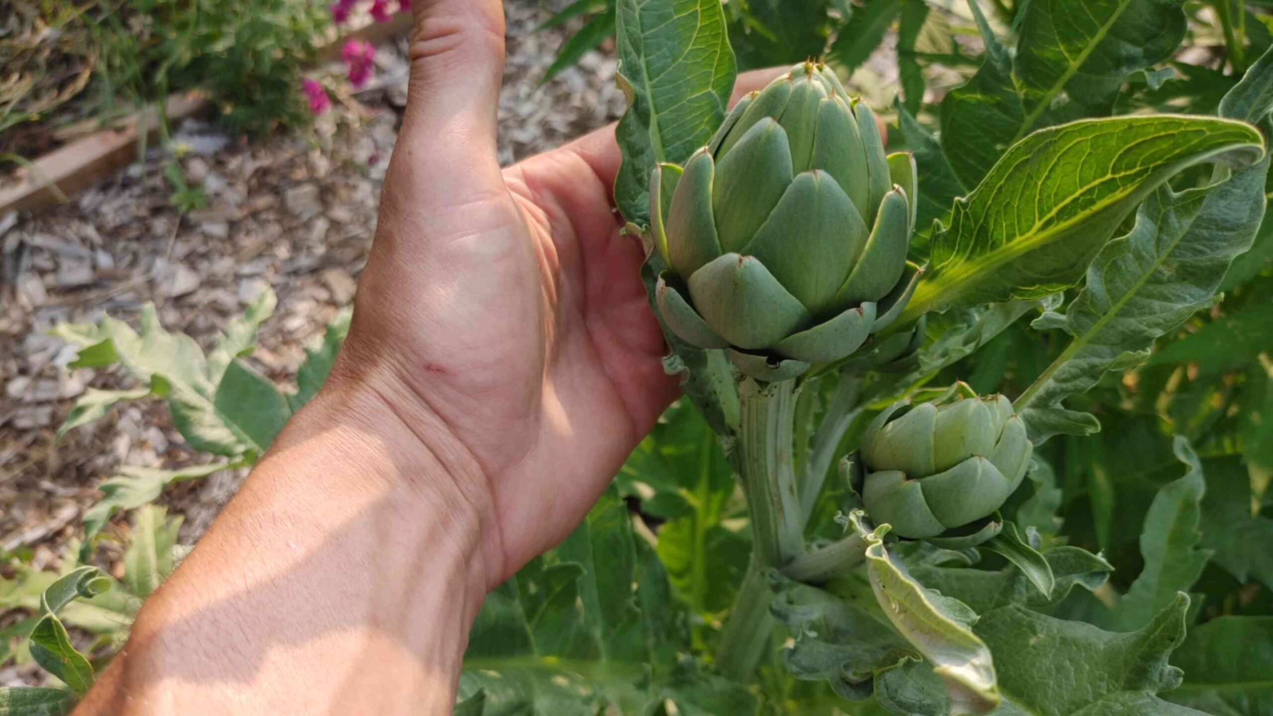 Grow Artichokes at Home