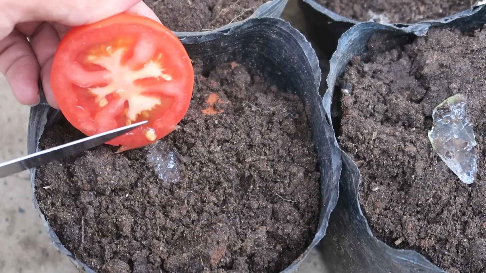 Growing Tomatoes at Home