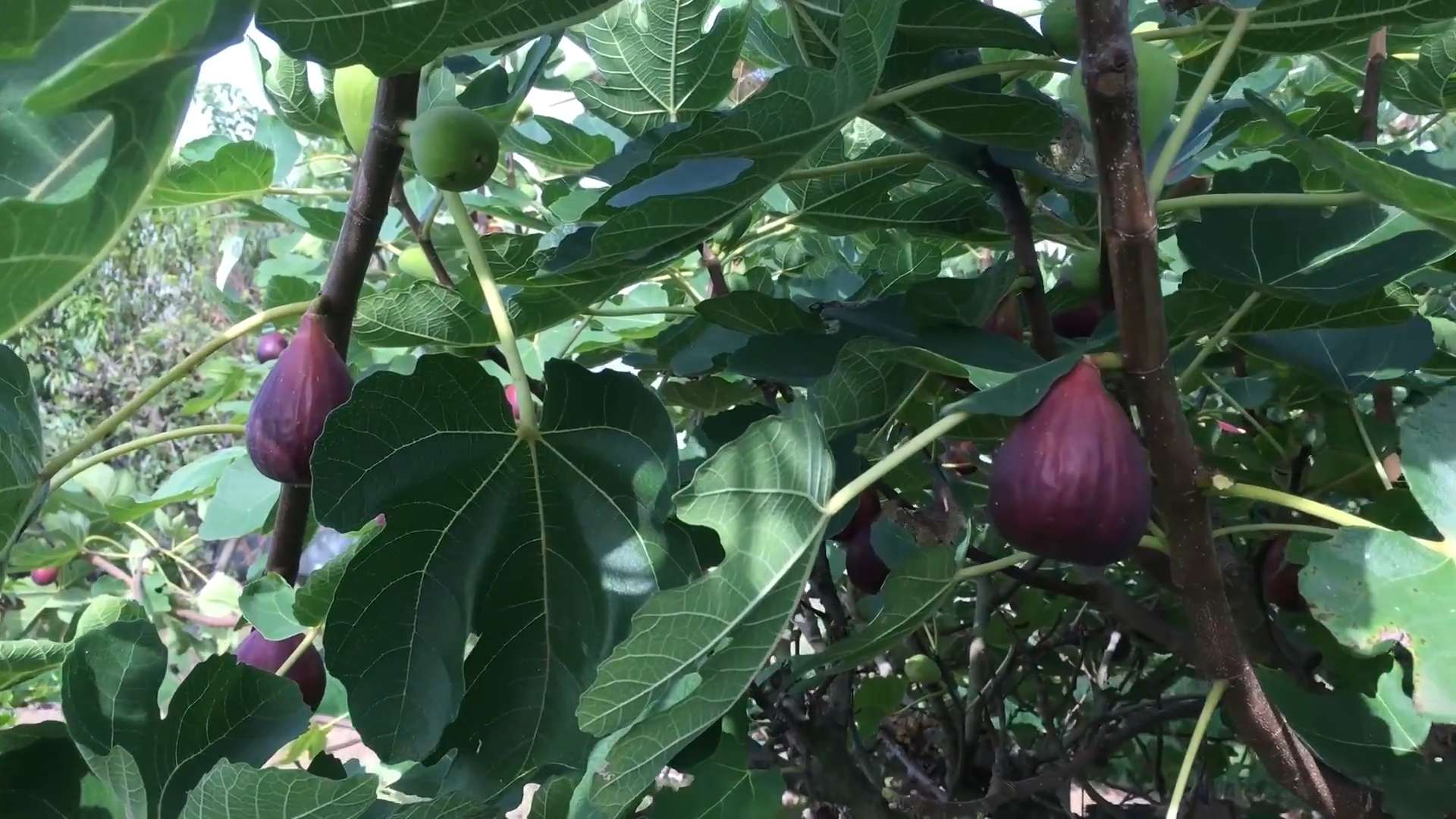Grow Figs at Home