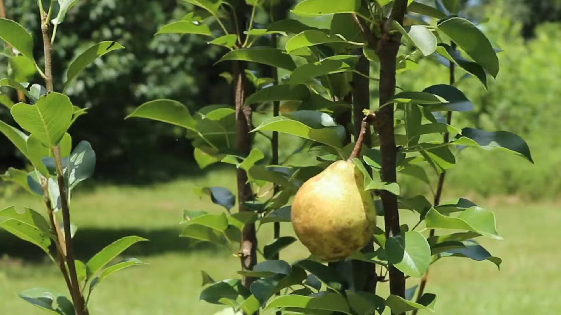 Growing Pears at Home