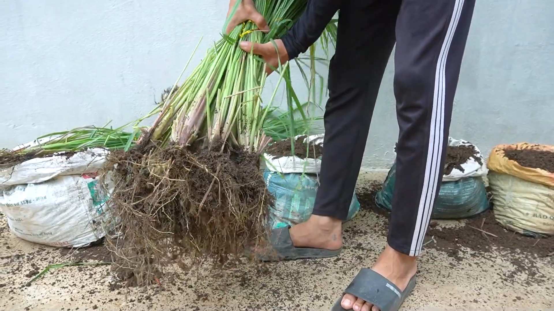 Lemongrass healing garden DIY