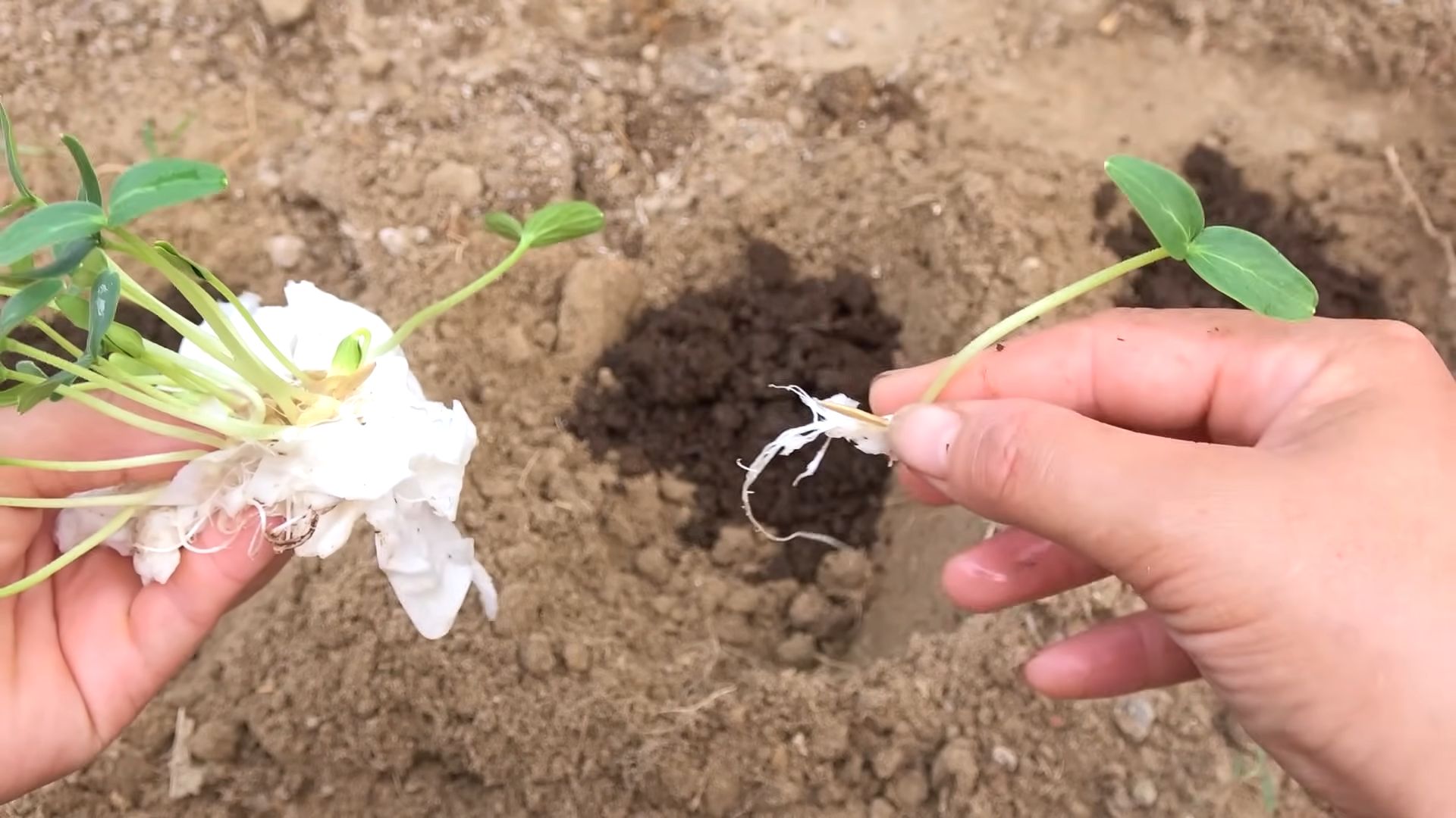 Grow Cucumbers Quickly