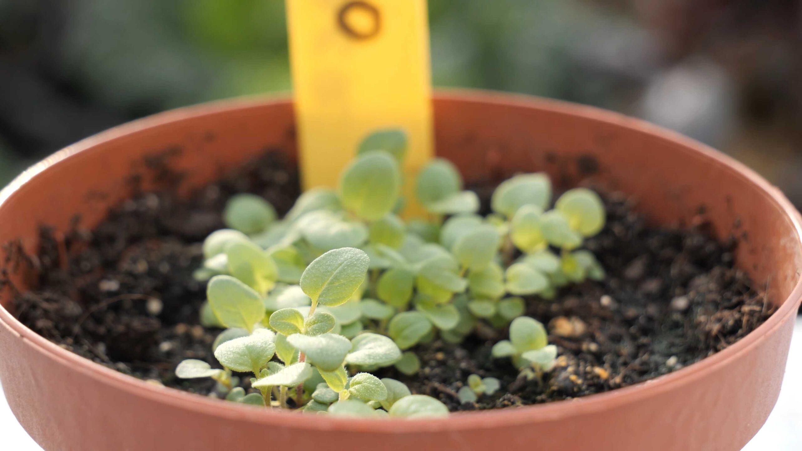 Growing Oregano at Home