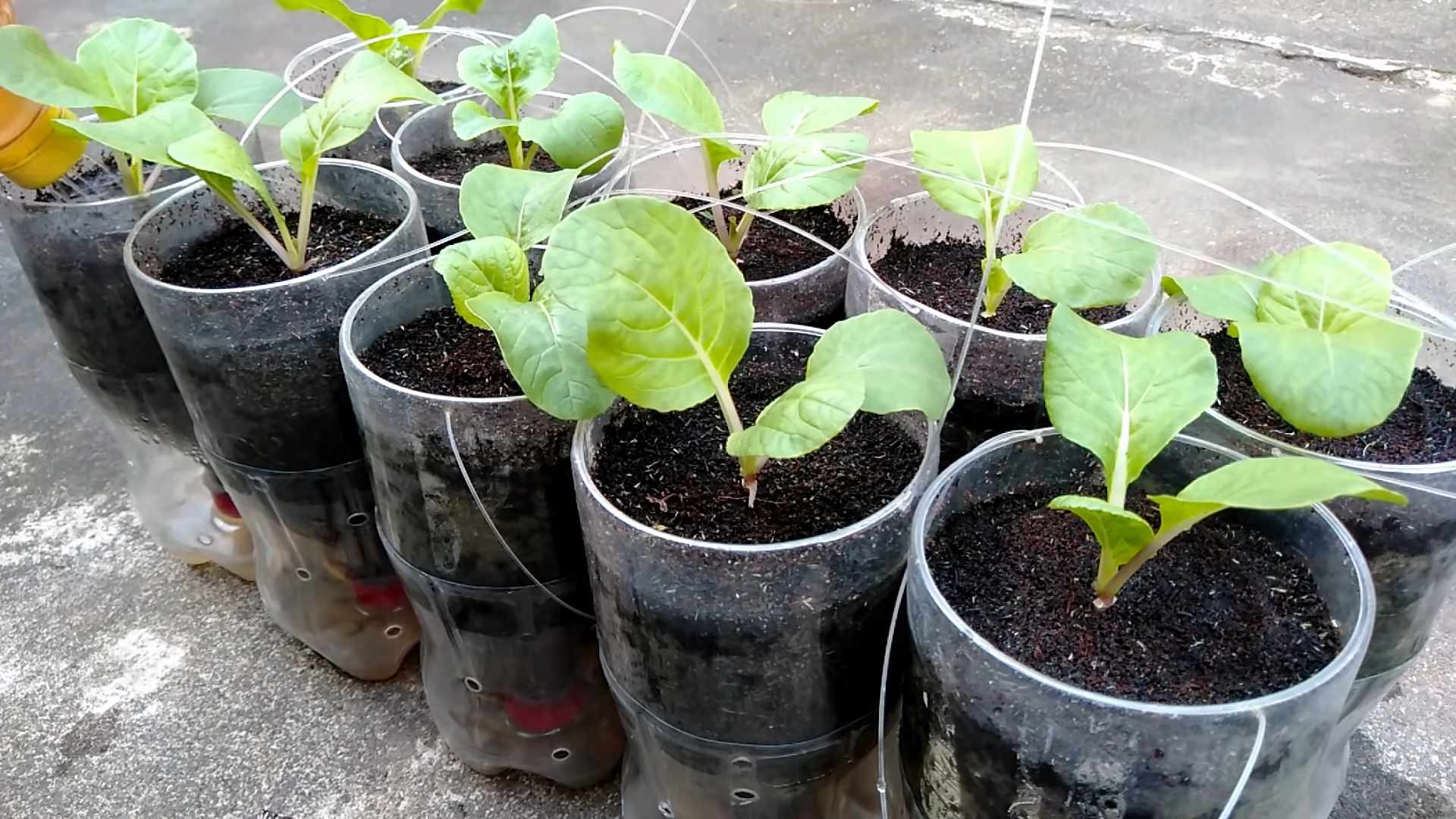 Soilless Pechay Growing