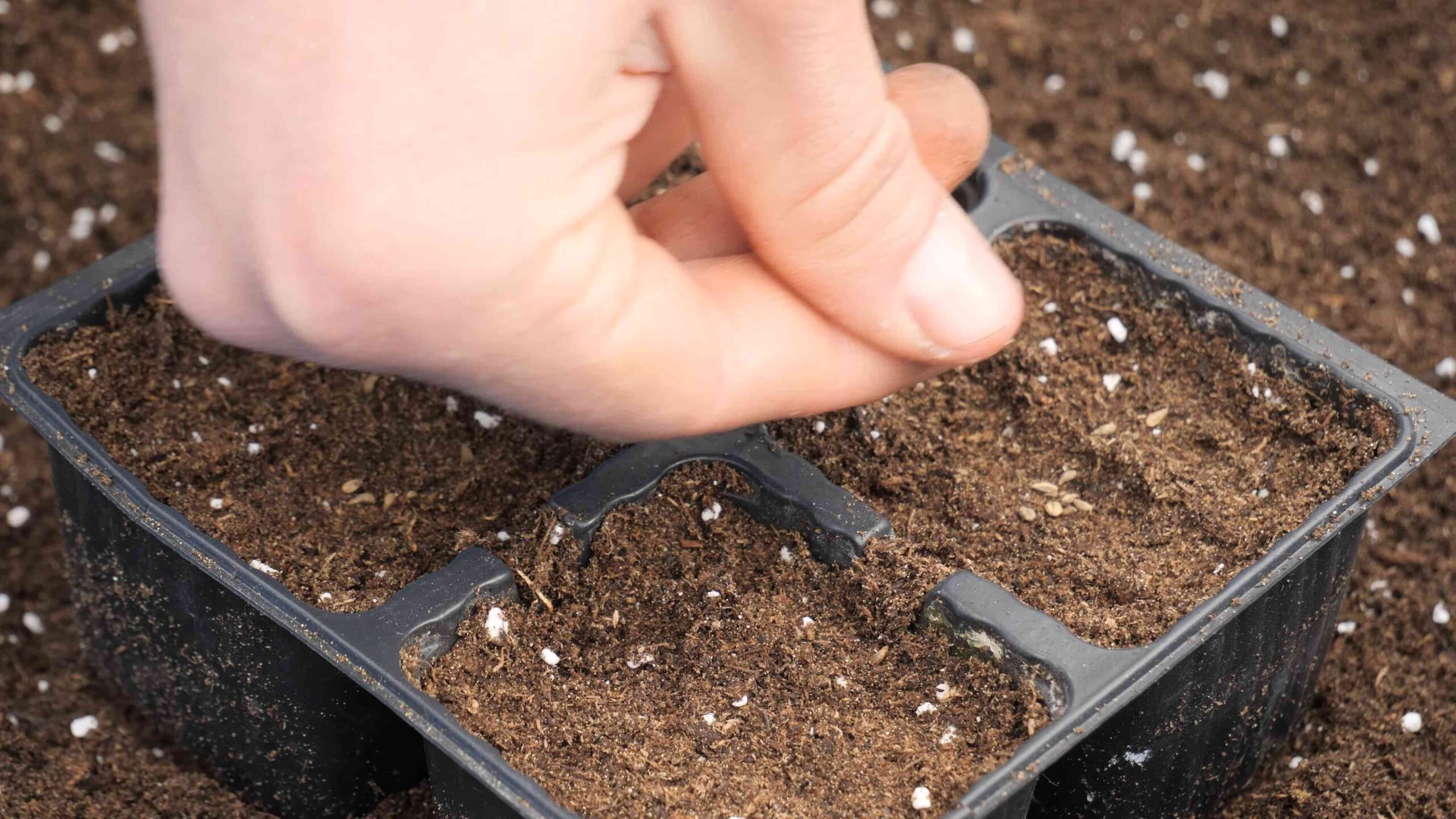 Grow Parsley at Home
