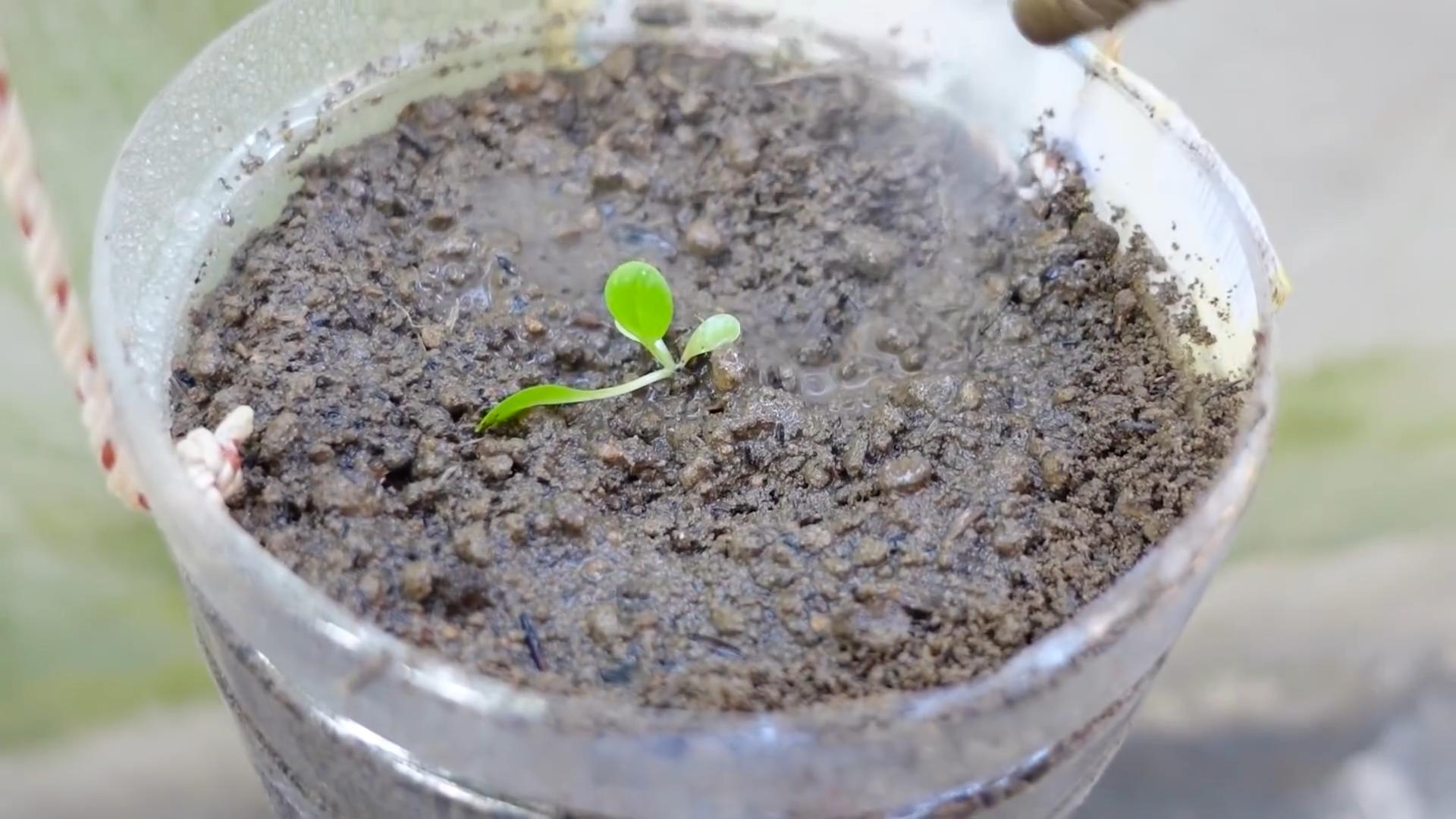 Grow Red Leaf Lettuce