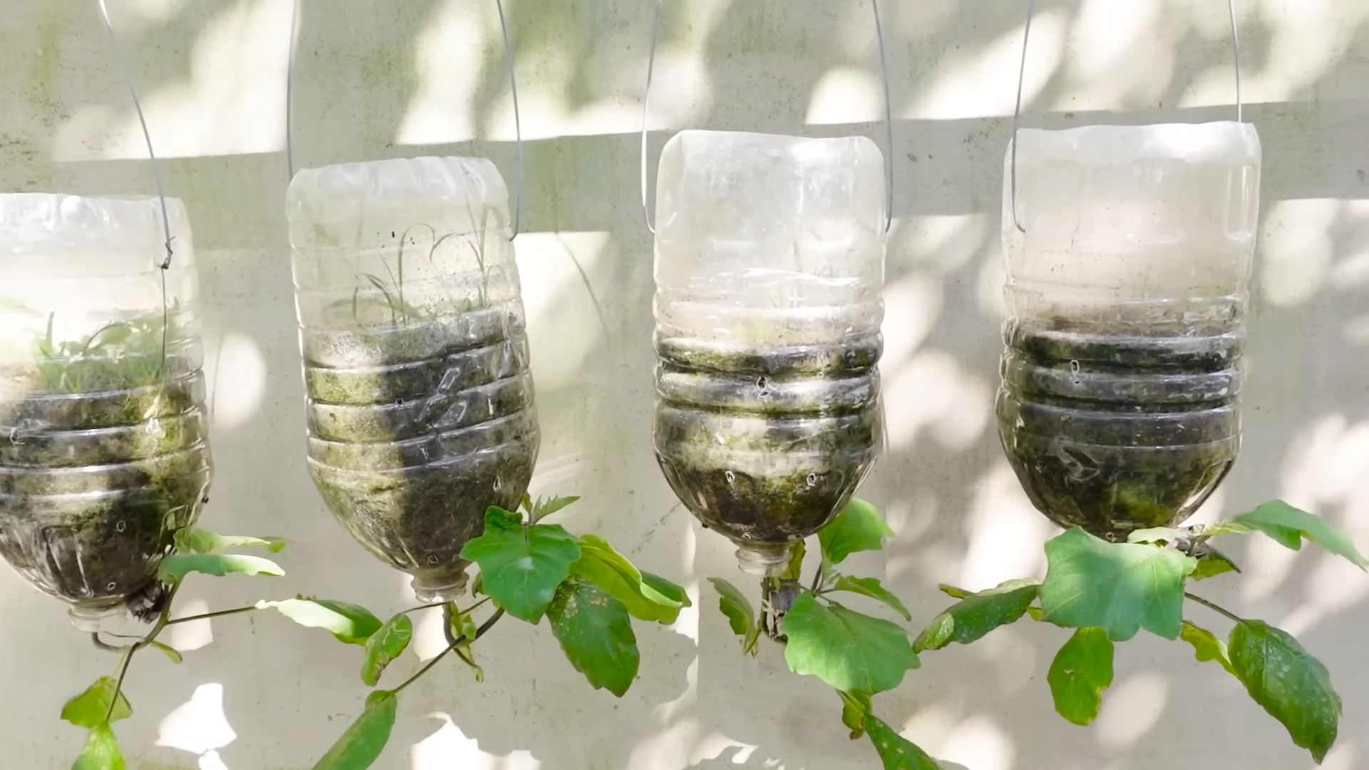 Grow Your Own Eggplant