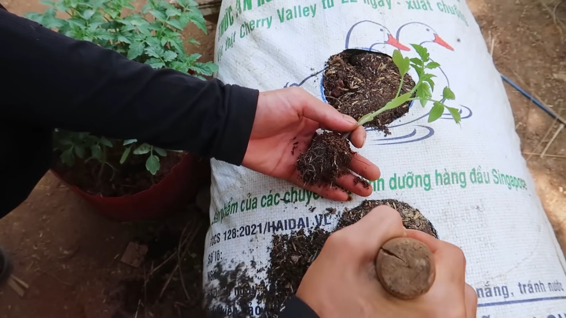 Tomato Growing Tips