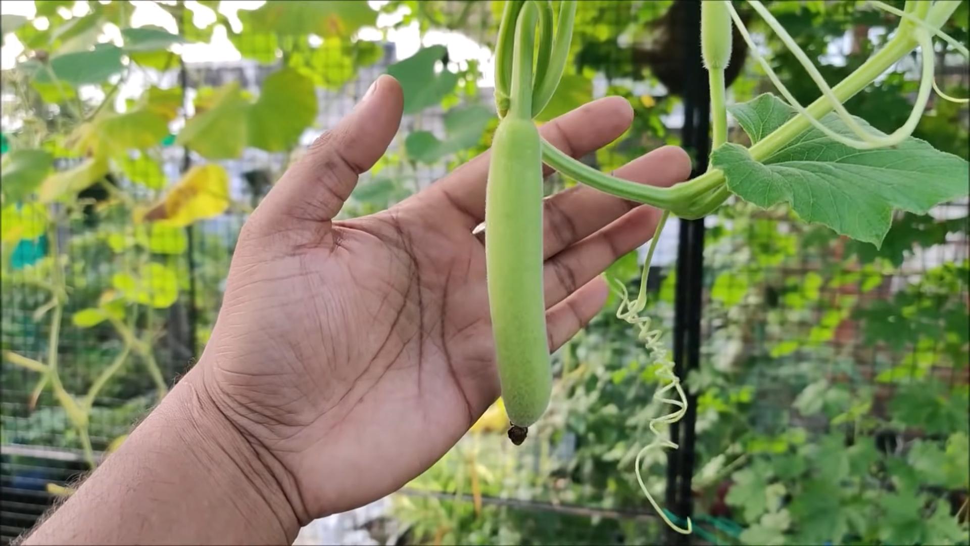 Grow Gourds at Home