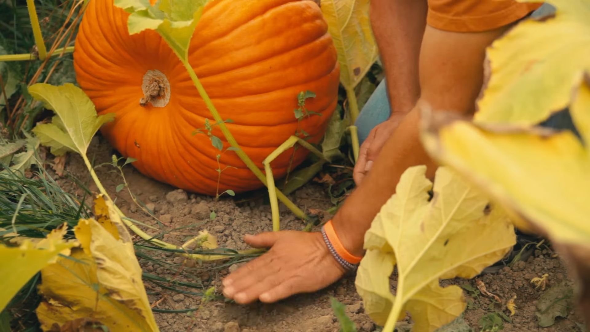 Harvesting Backyard Pumpkins