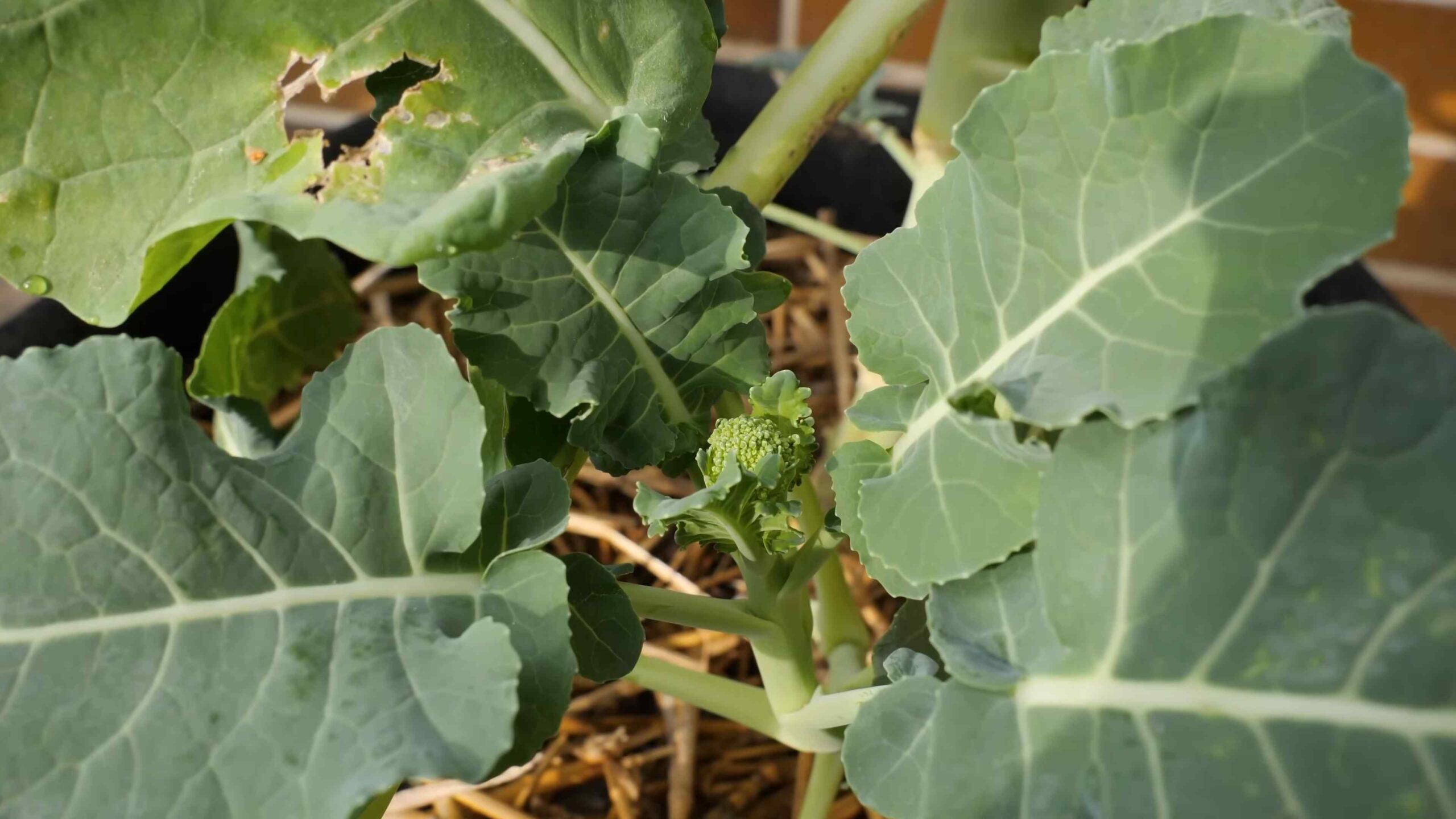 Grow Broccoli at Home