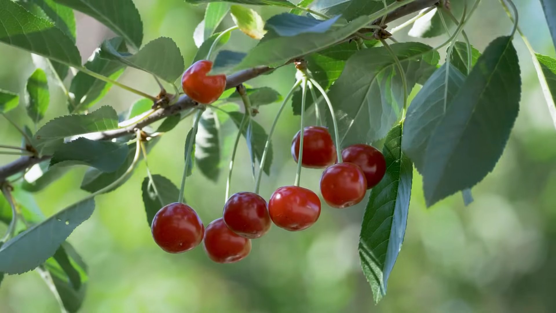 Growing Cherry Trees at Home
