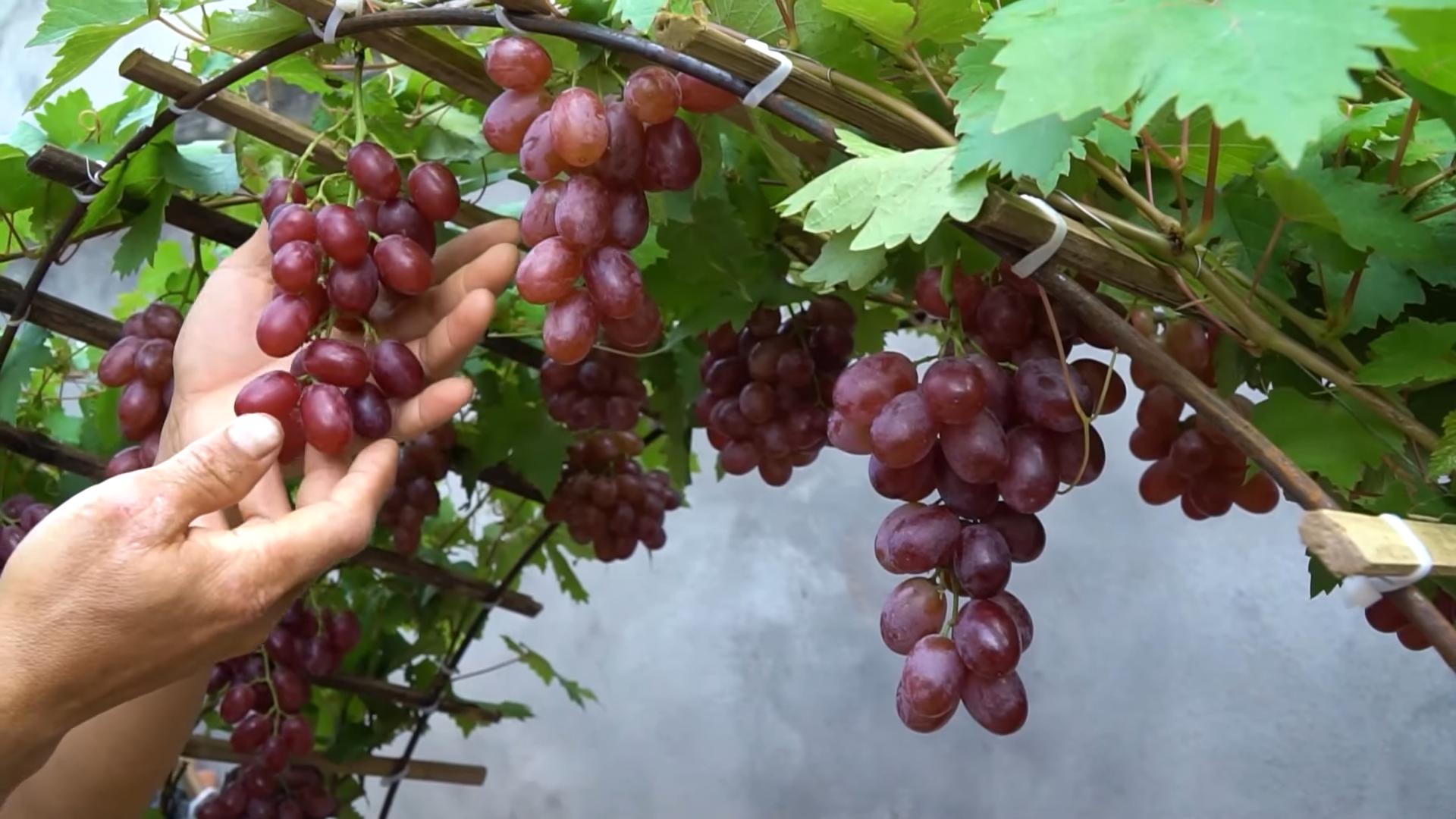 Backyard Grape Growing Tips