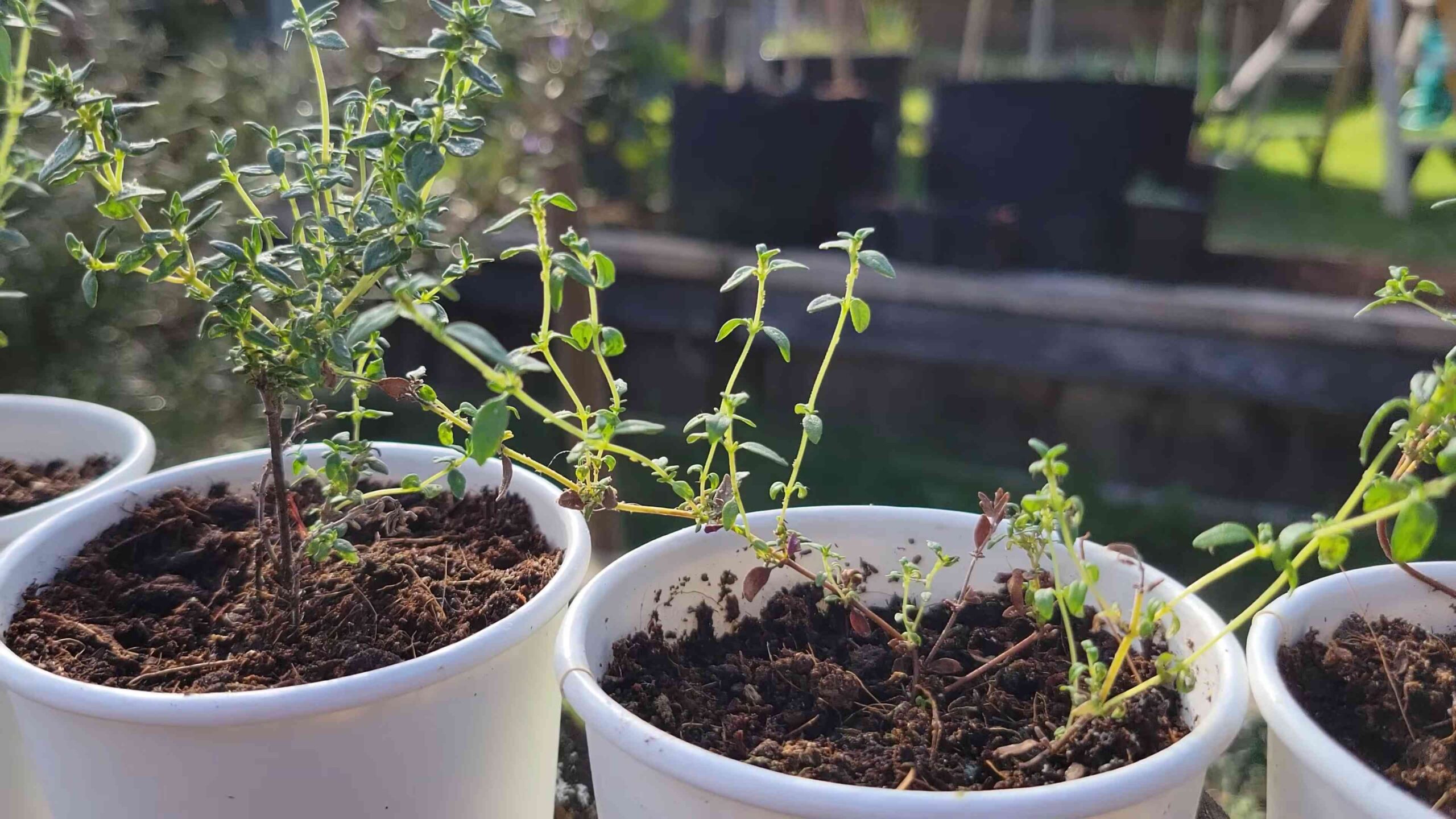 Grow Your Own Herbs