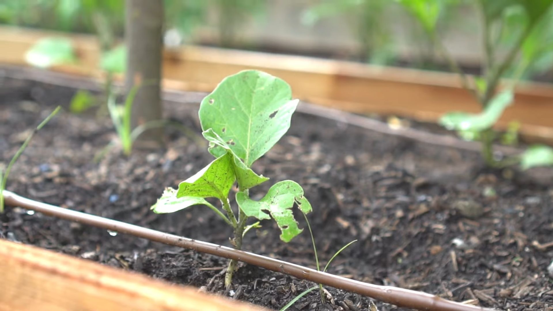 Growing Eggplants Without Soil