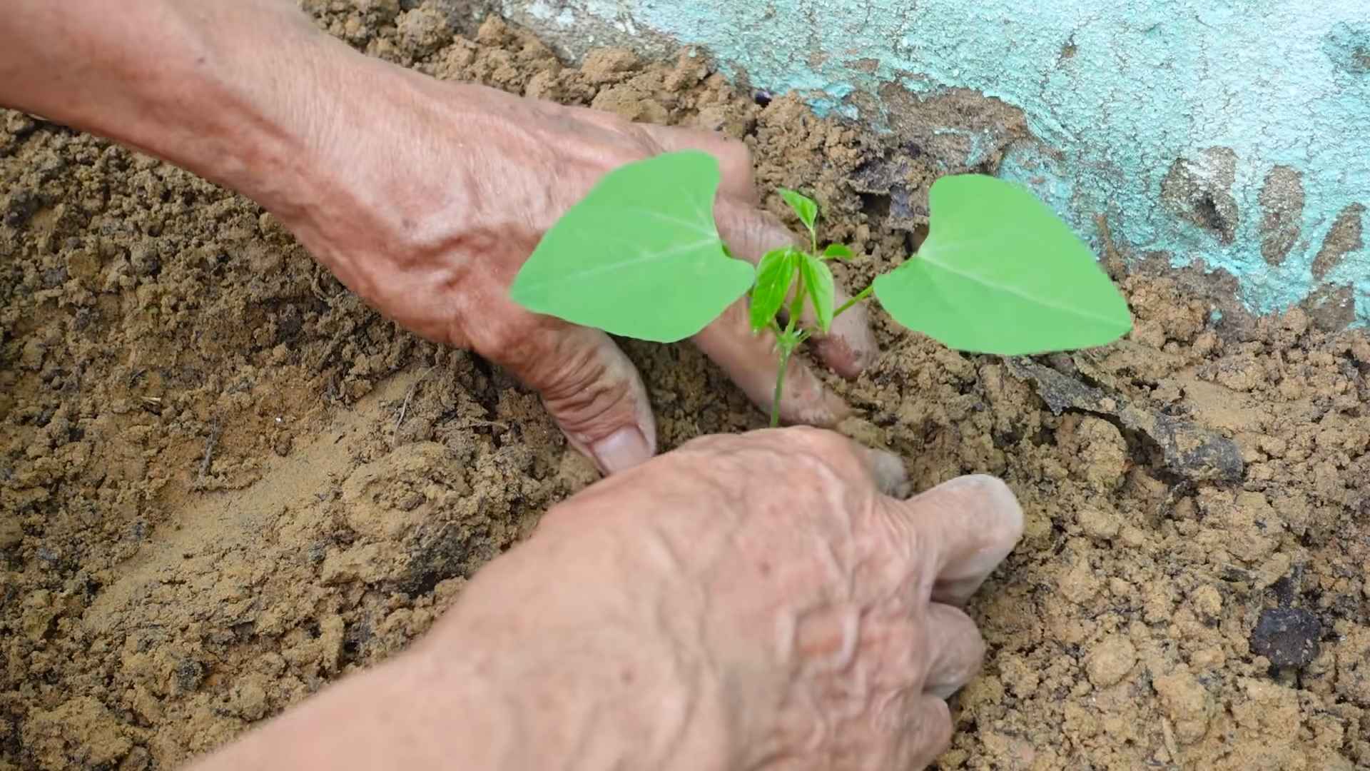 Grow Dragon Beans