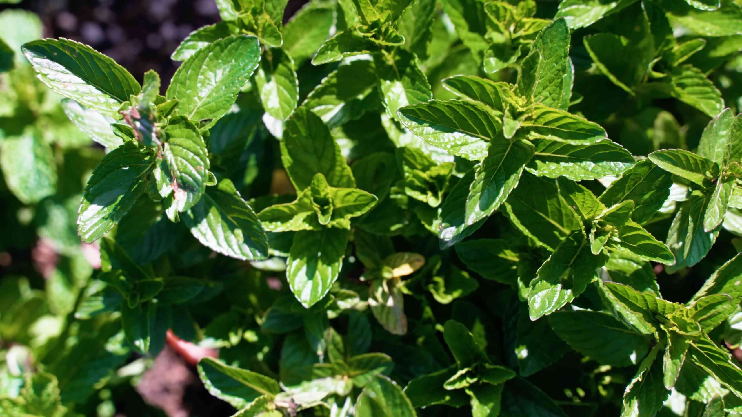 Growing Mint at Home