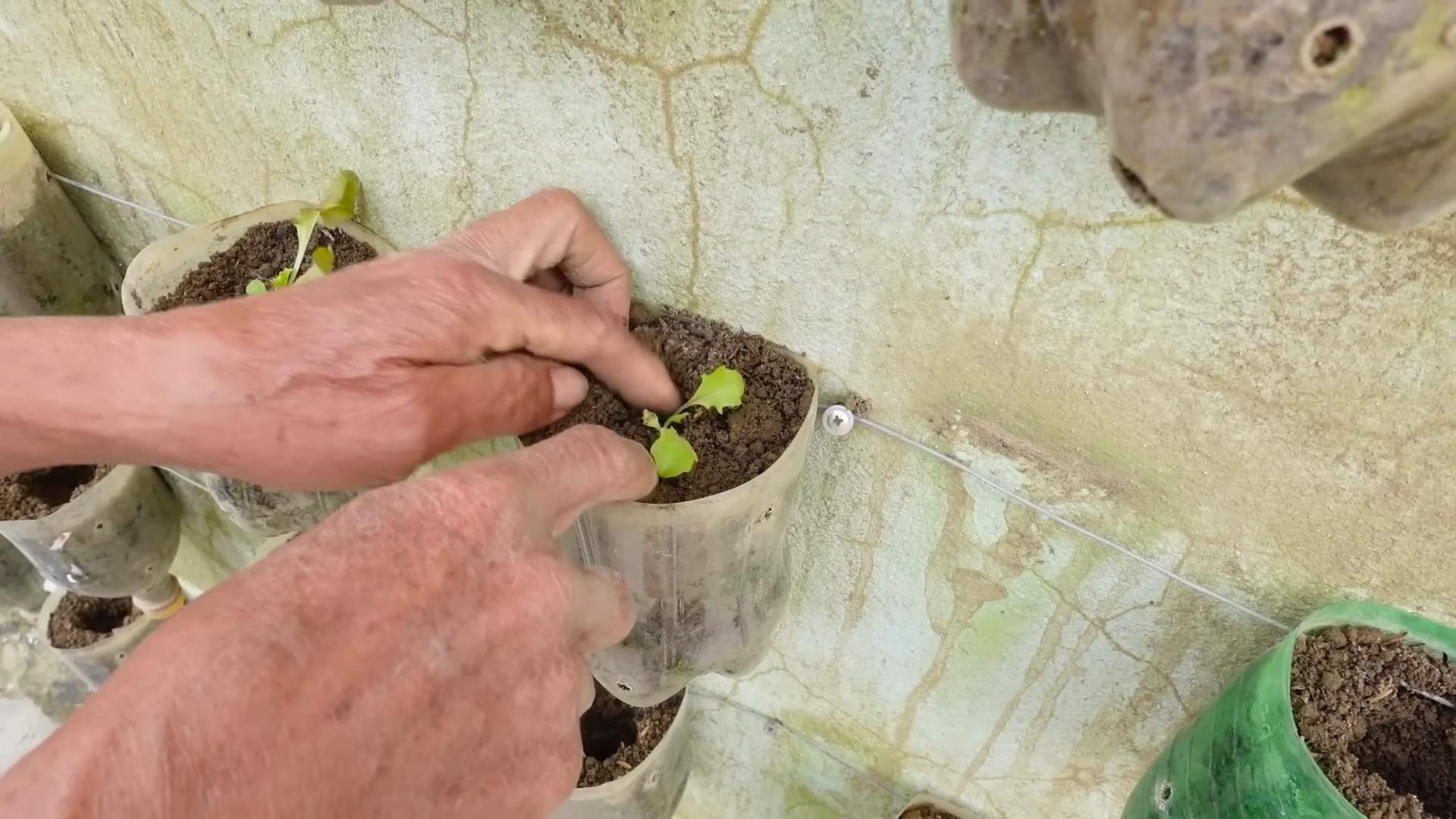 Grow Lettuce at Home