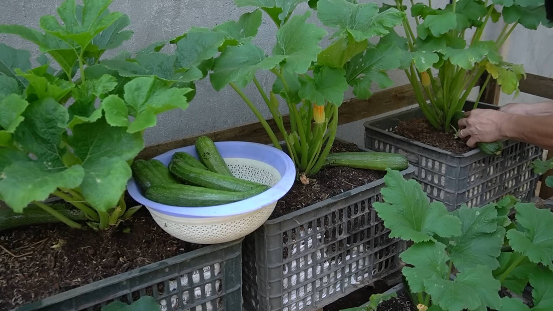 Grow Zucchini at Home