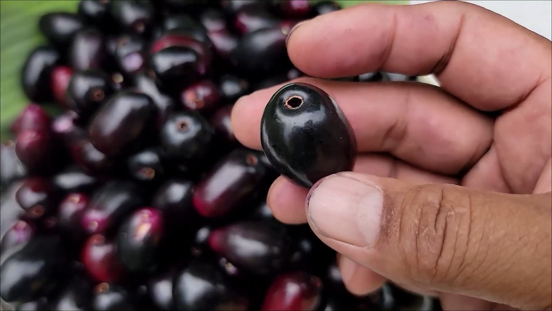 Java Plum Growing Tips