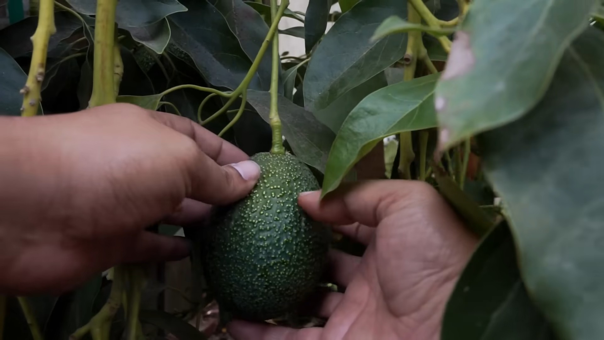 Grow Avocados Beginner's Guide