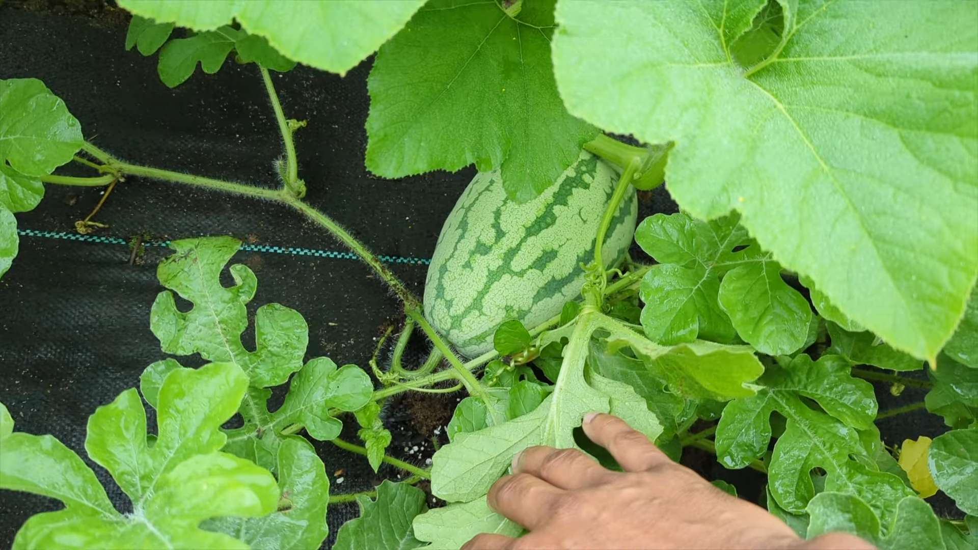 Grow Watermelon at Home