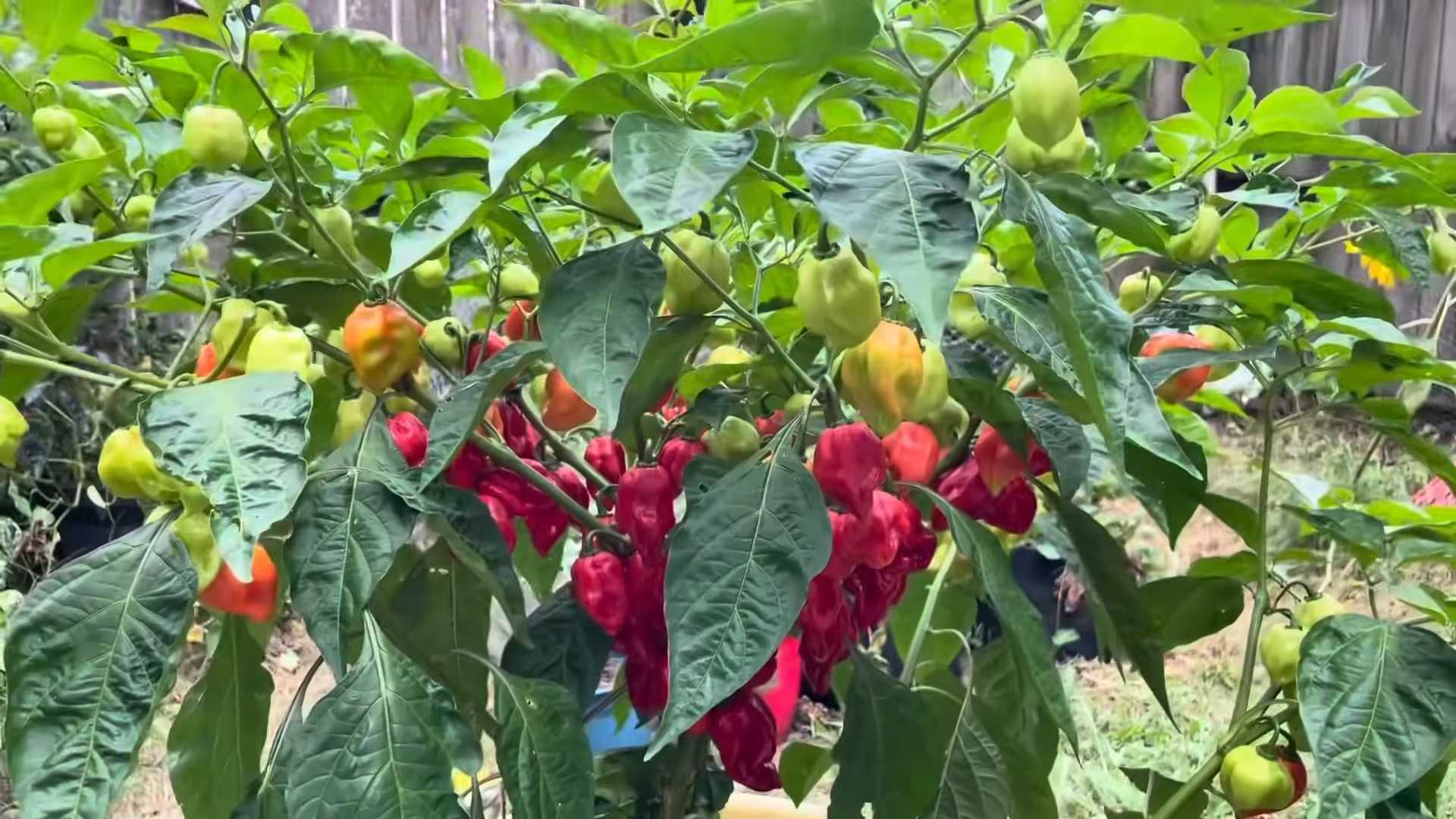 Growing Chili Peppers